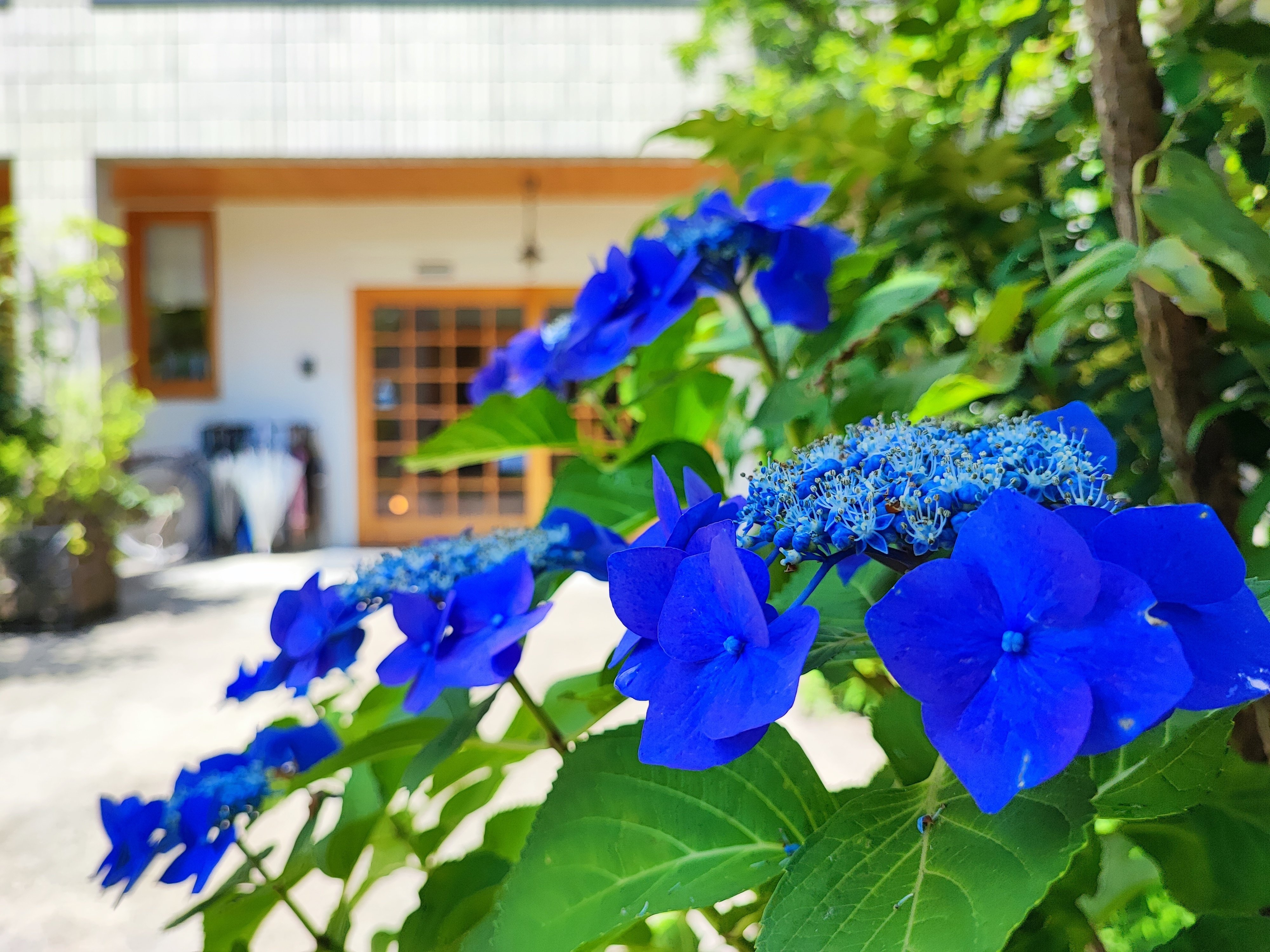 紫陽花と銀木犀と｜銀木犀＜西新井大師＞