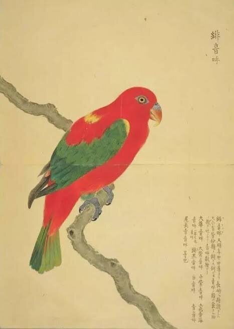 舶来鳥獣図誌　　✨♡ ☆匿名☆おお 第2552回 日本の昔の異国鳥図鑑｜翆野 大地