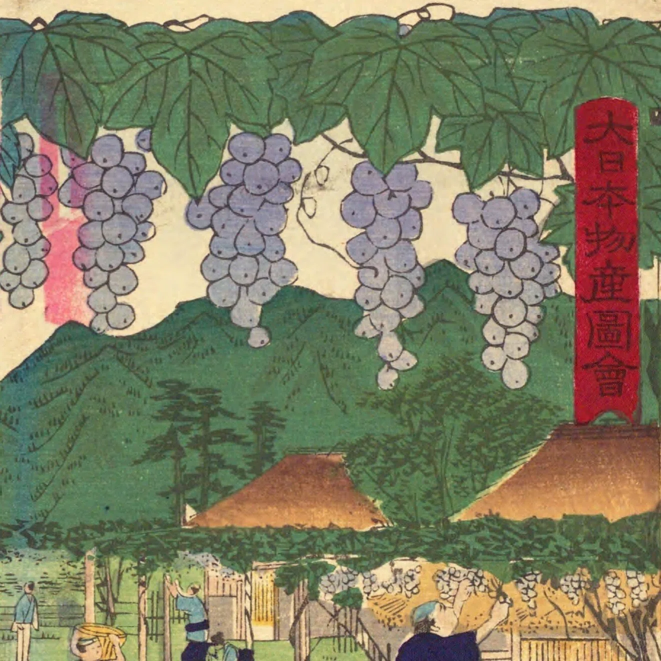 甲斐国 葡萄培養図｜mominaina