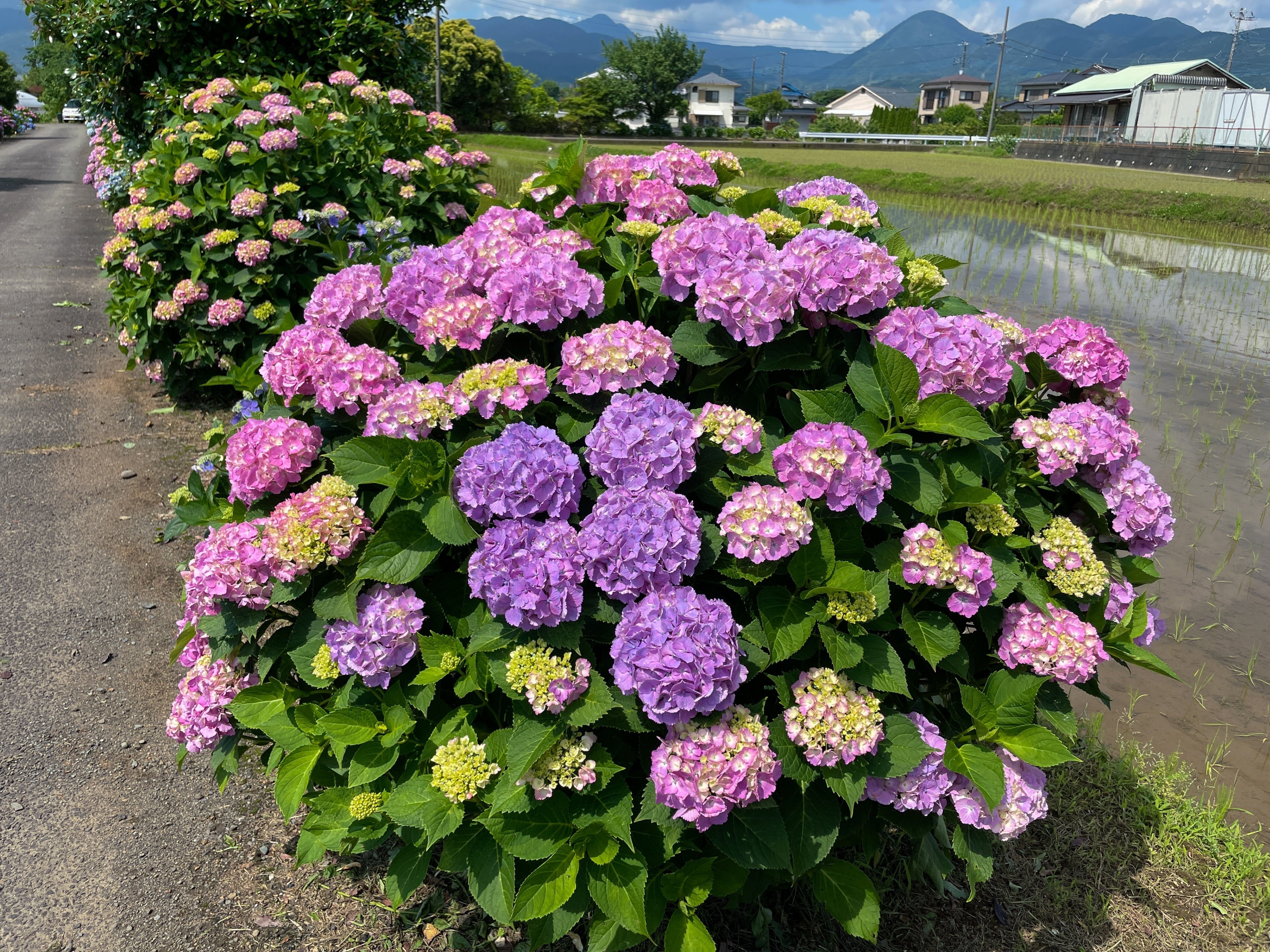 あぜ道はアジサイのための道｜Cressonboy
