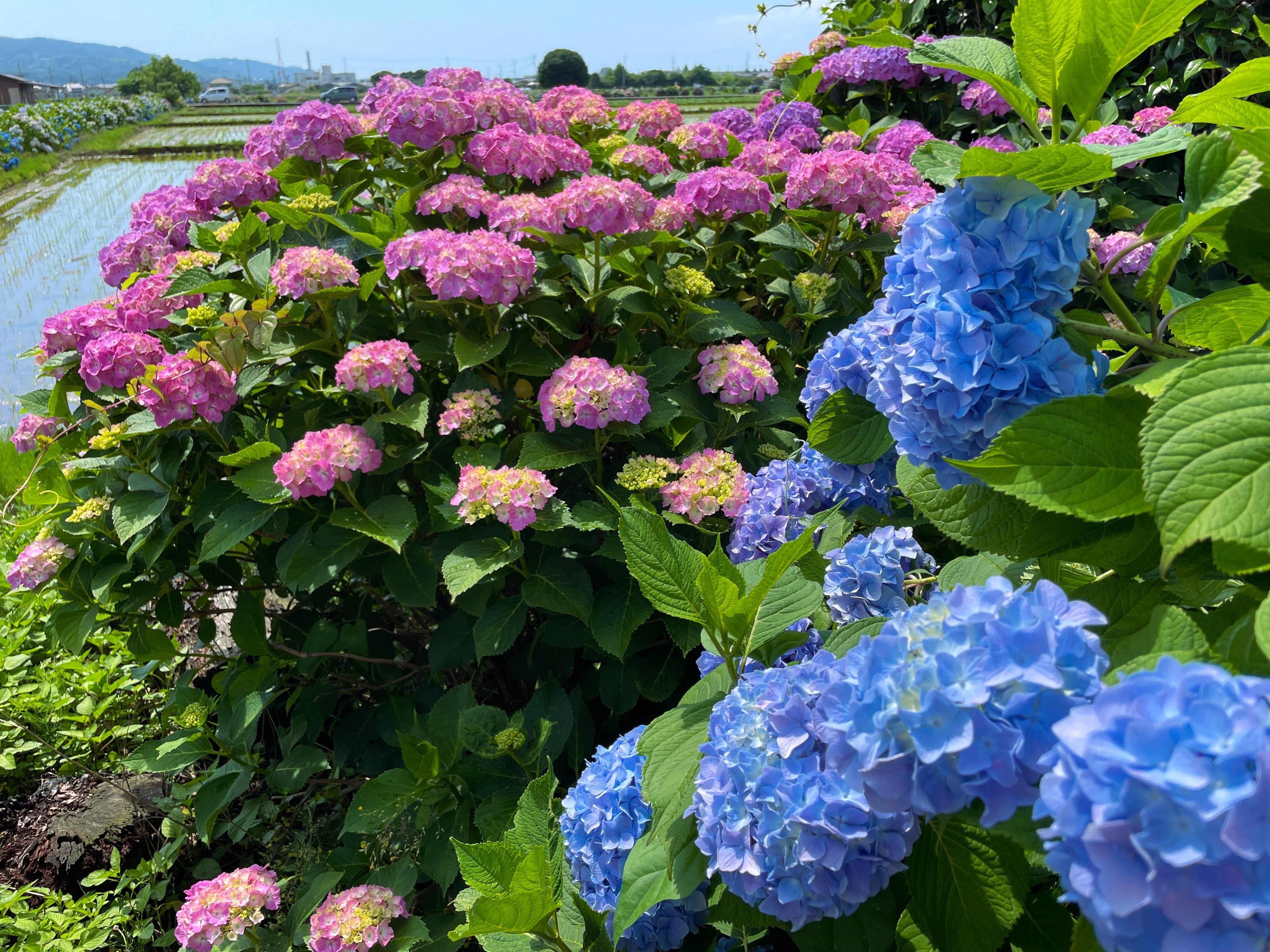 あじさい アジサイ【ひな祭り】5号鉢: JA全農かながわ|【JAタウン】産地直送