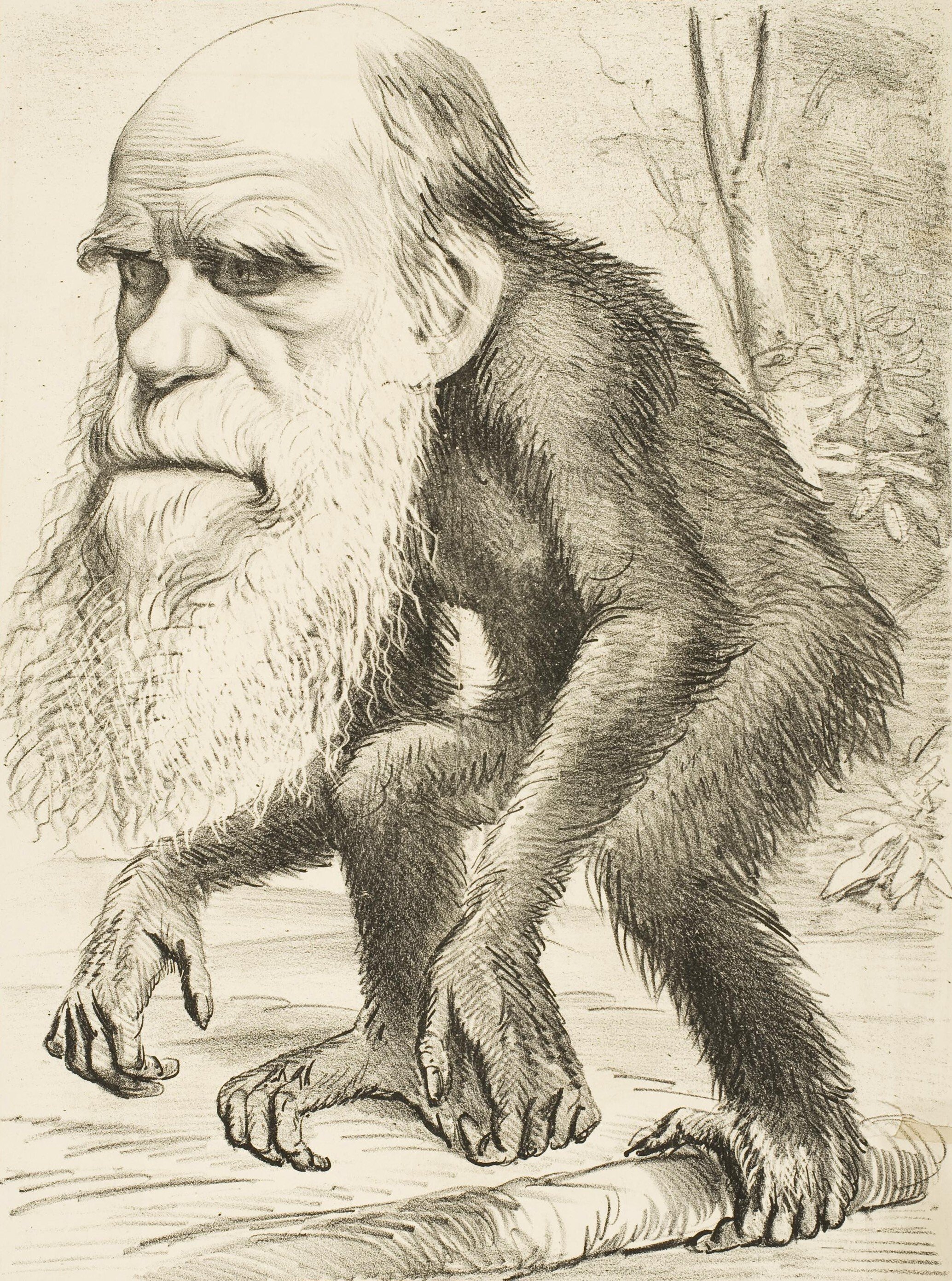 人類の誕生】私たちはどう考えていたのか？ダーウィンが種を蒔いた進化の系譜【進化論】｜たかしーの
