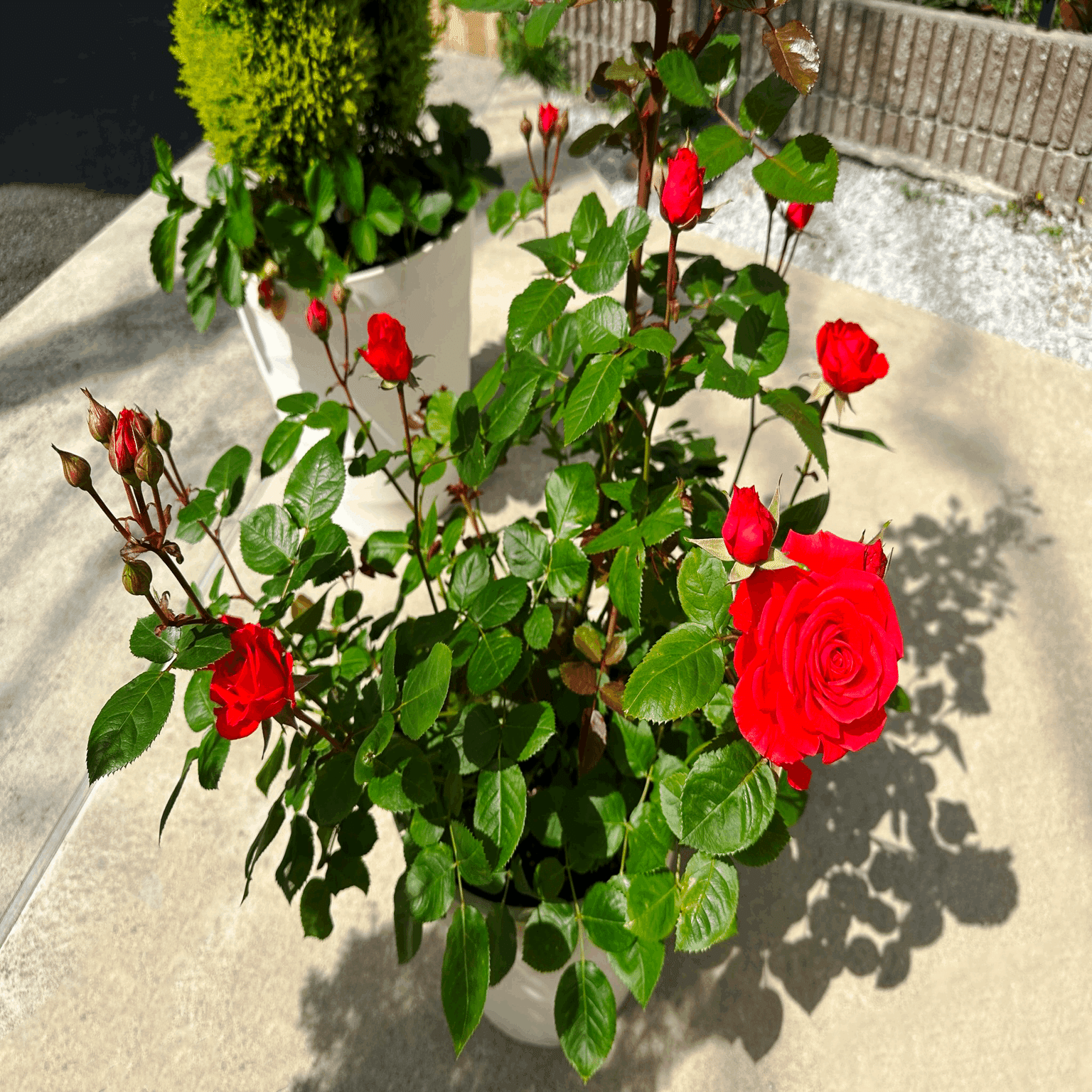 鴨居玲　花　バラ　薔薇　鑑定書なし 鴨居玲 花 バラ 薔薇 鑑定書なし 鴨居玲 花 バラ 薔薇 鑑定書なし 鴨居