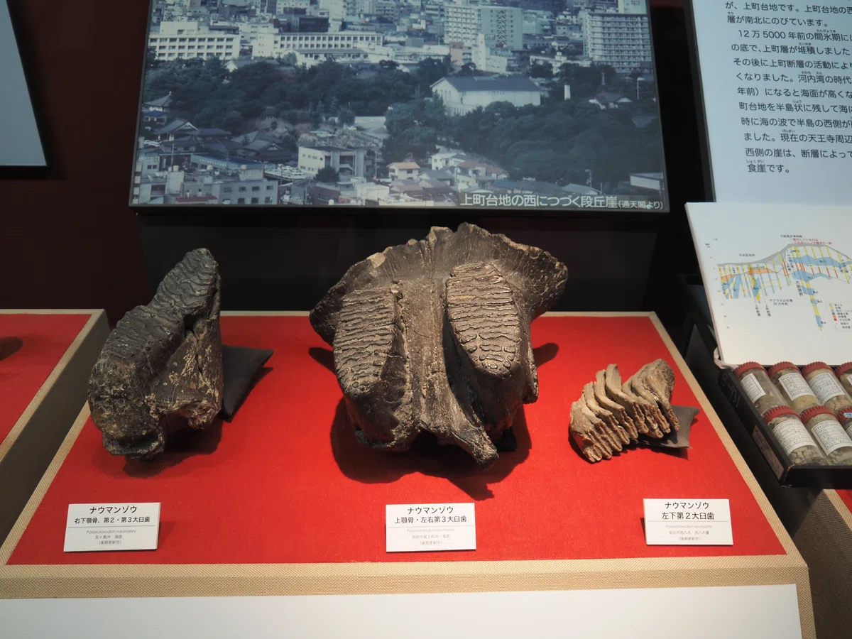 ナウマンゾウ 臼歯 (左下) 化石 井上繁廣