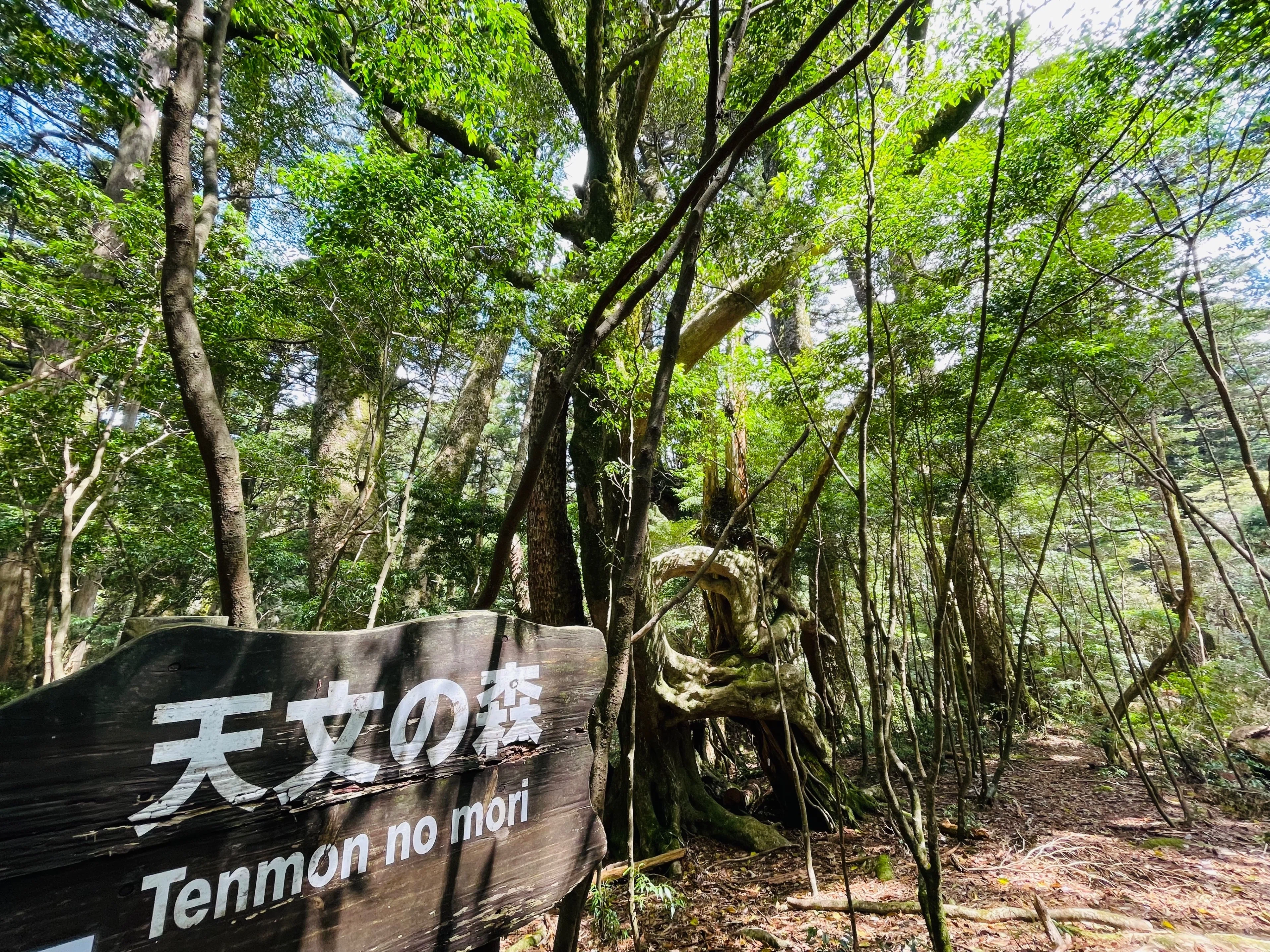 太忠岳・天柱石へ。アニソンをかけないで、ちょっと心折れそうになる