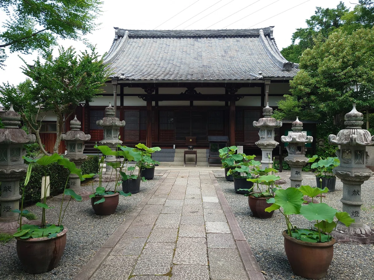 川西市 頼光寺2022年6月17日【アジサイ】｜レタス