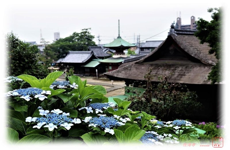 会場となるのは性海寺歴史公園。まつりは今年で32回目を迎えるようで 今年は6/1～6/18まで、稲沢市大塚南の大塚性海寺歴史公園・性海寺で催されています。