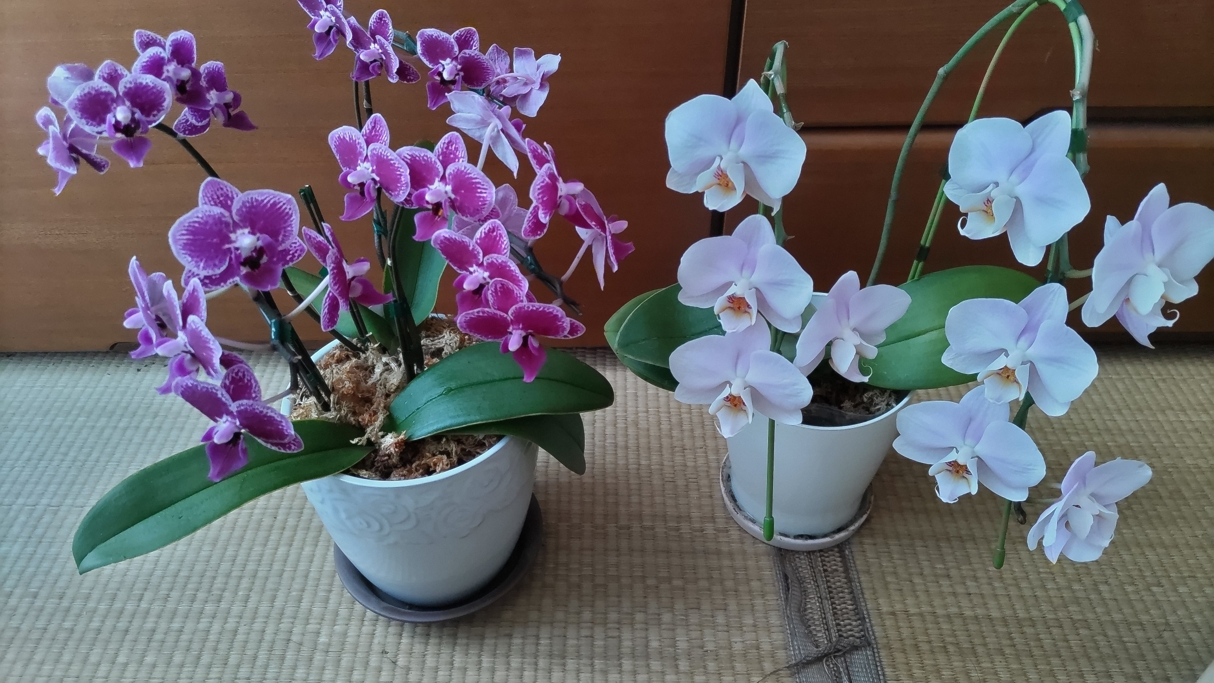 胡蝶蘭危うし｜高田朔実