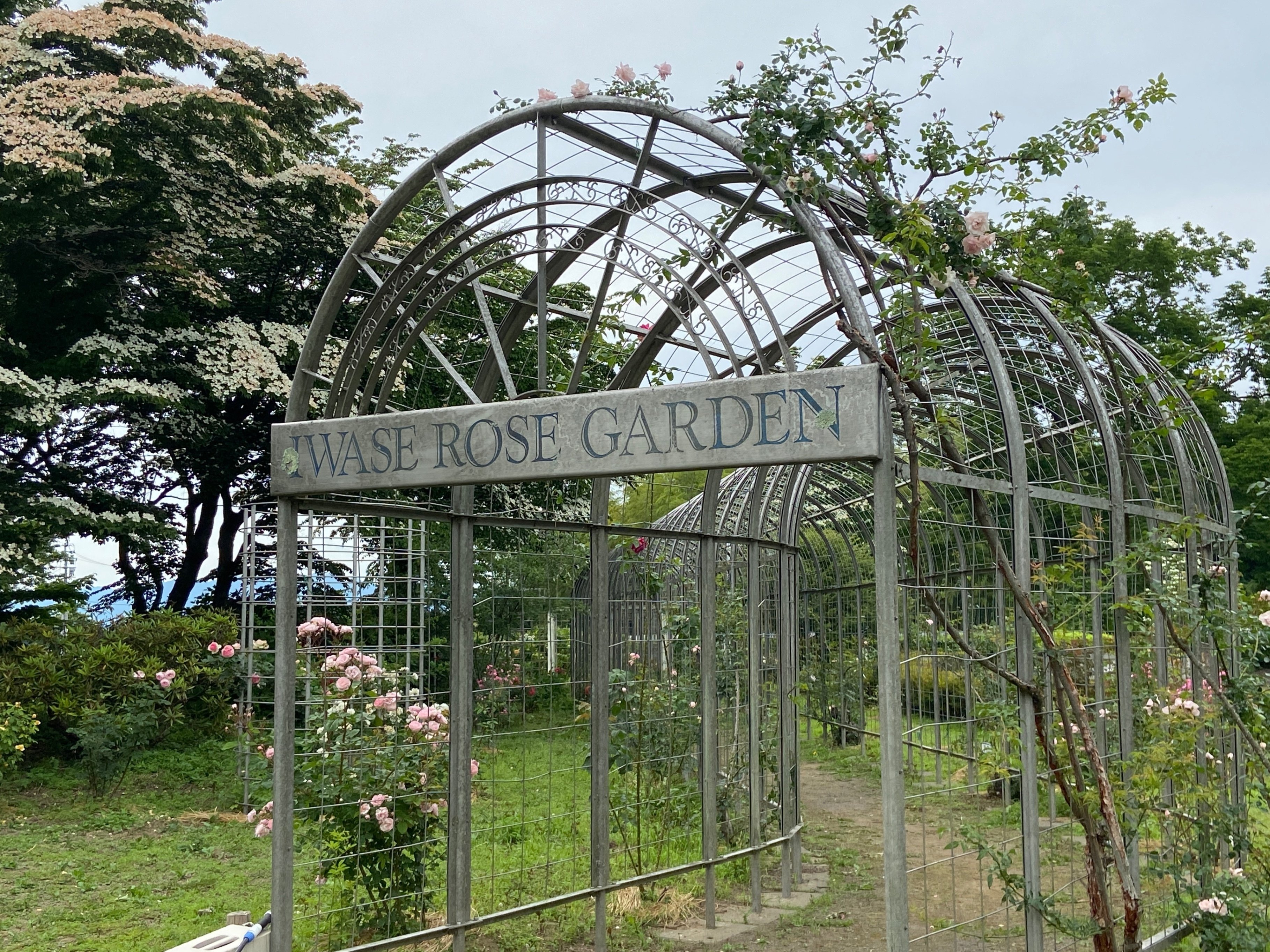 さらなる美を求めて…岩瀬牧場ローズガーデン（福島県鏡石町）｜まひろ