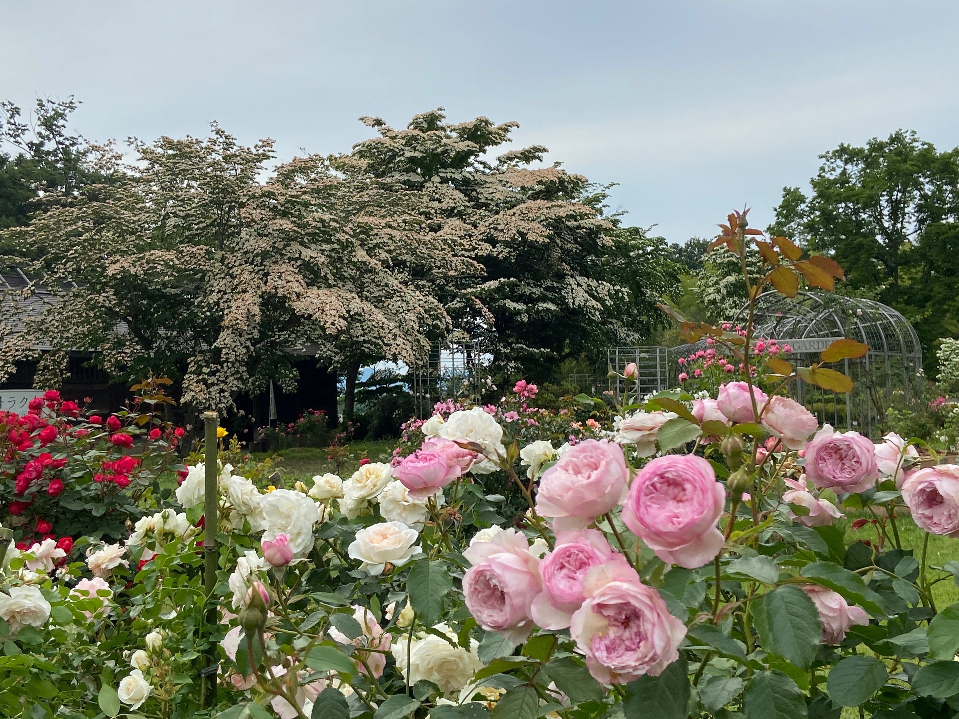 伊万里焼【色絵薔薇唐草文花瓶】森正洋（まさひろ作）高さ約46㎝ 伊万里焼色絵薔薇唐草文花瓶森正洋（まさひろ作）高さ約46㎝