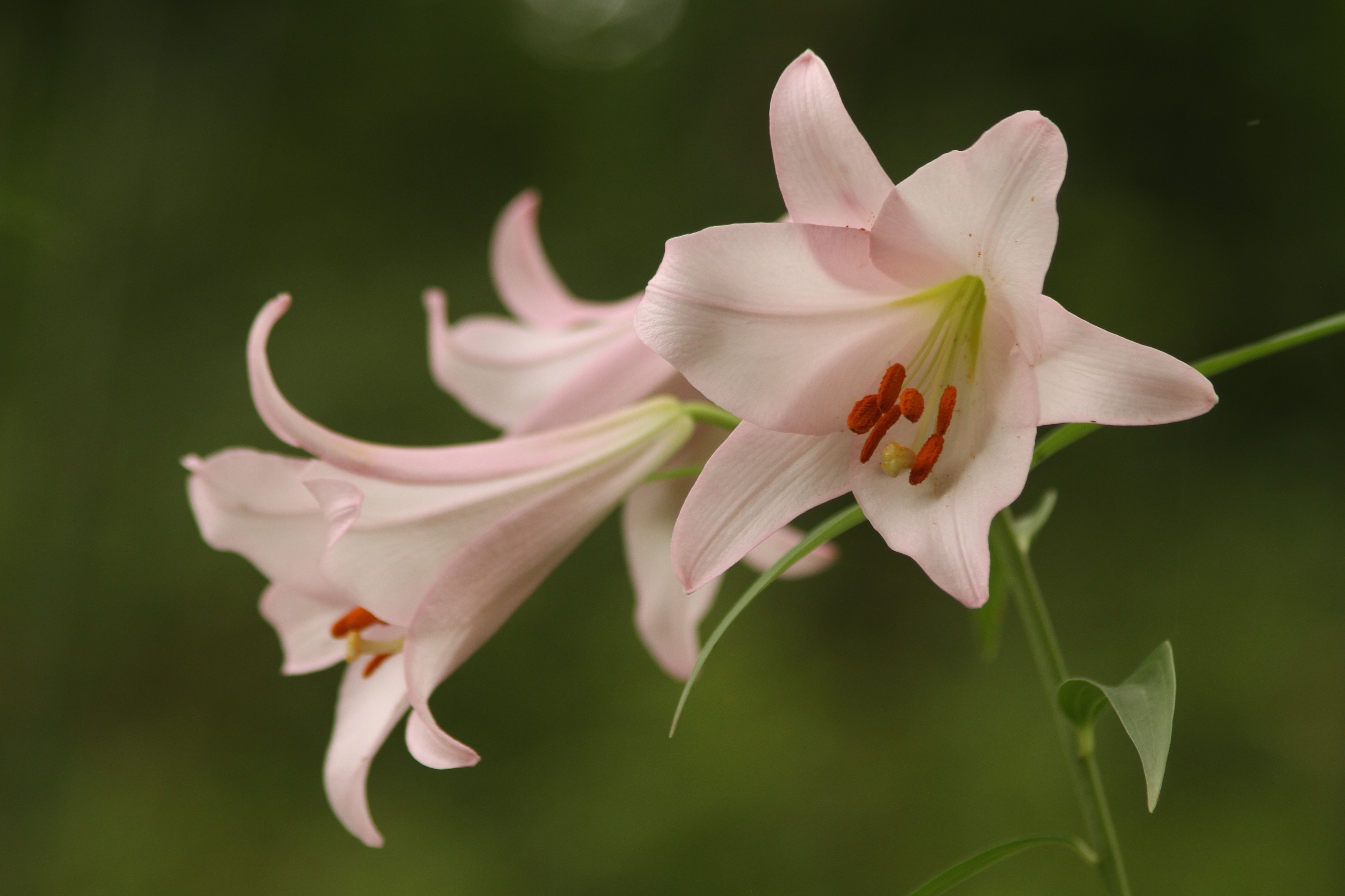花便り＞大神神社の笹百合｜清愁