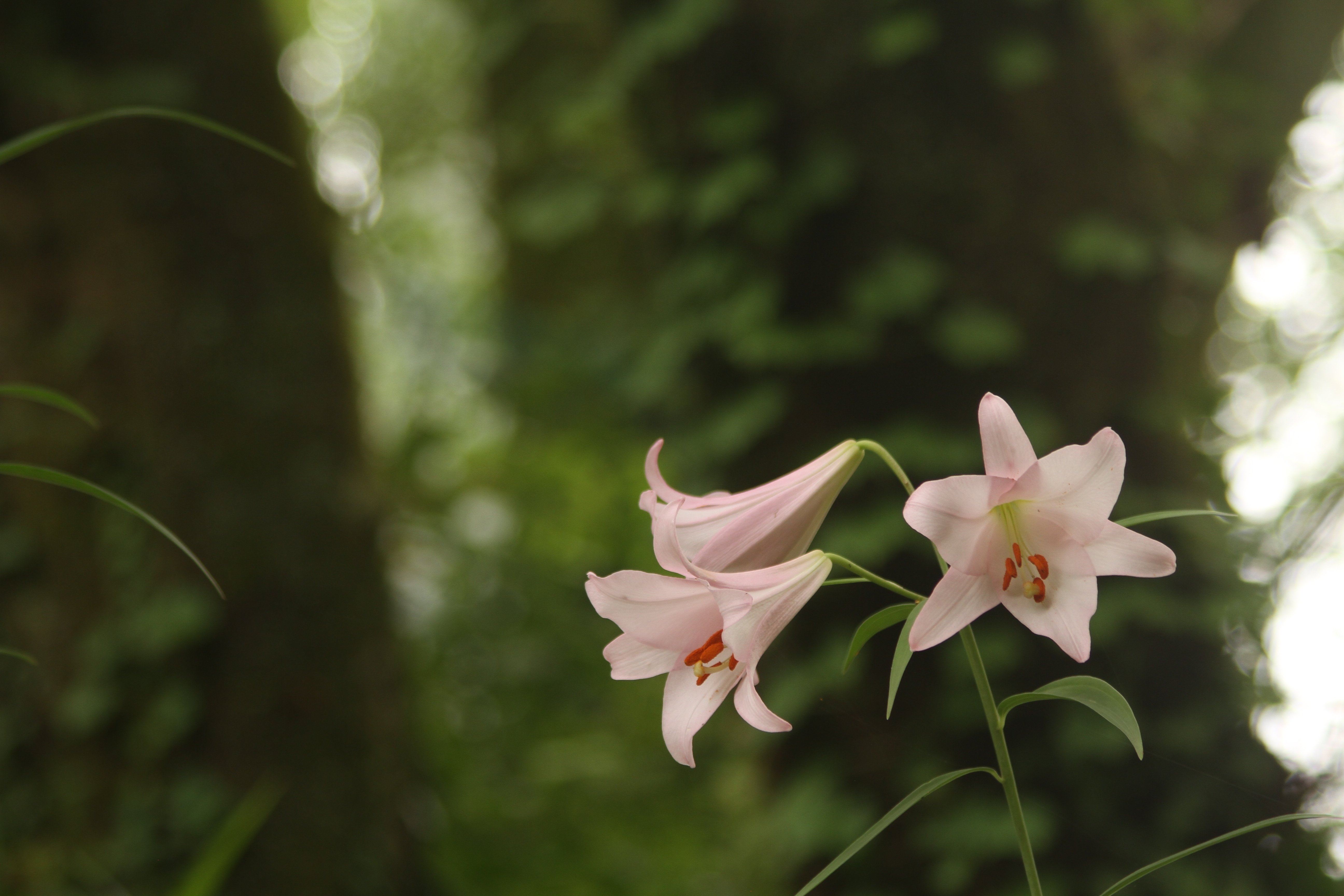 花便り＞大神神社の笹百合｜清愁