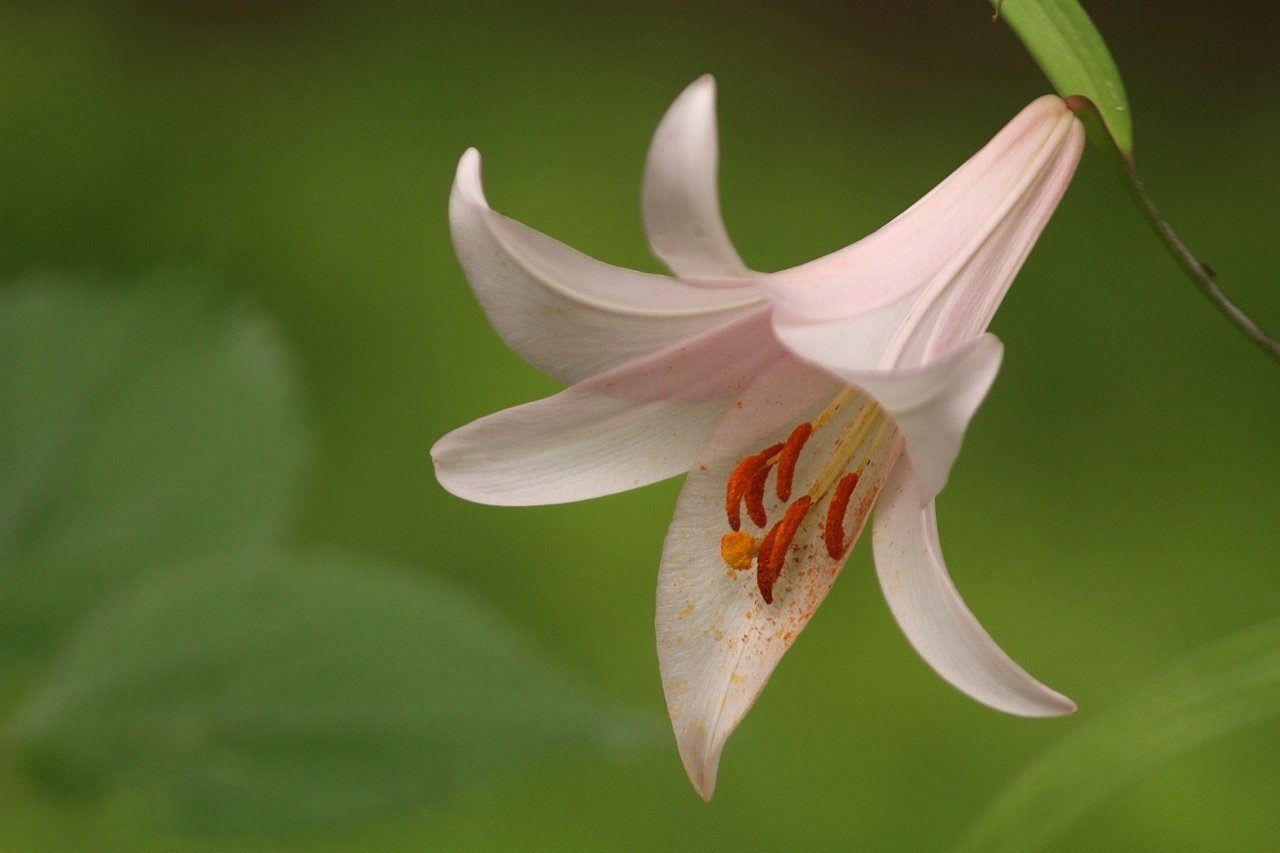 花便り＞大神神社の笹百合｜清愁