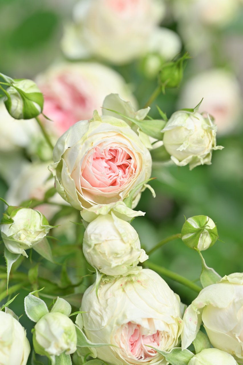 MIHO様　薔薇円座　カバー　２点 MIHO様 薔薇円座 カバー 2点 - その他