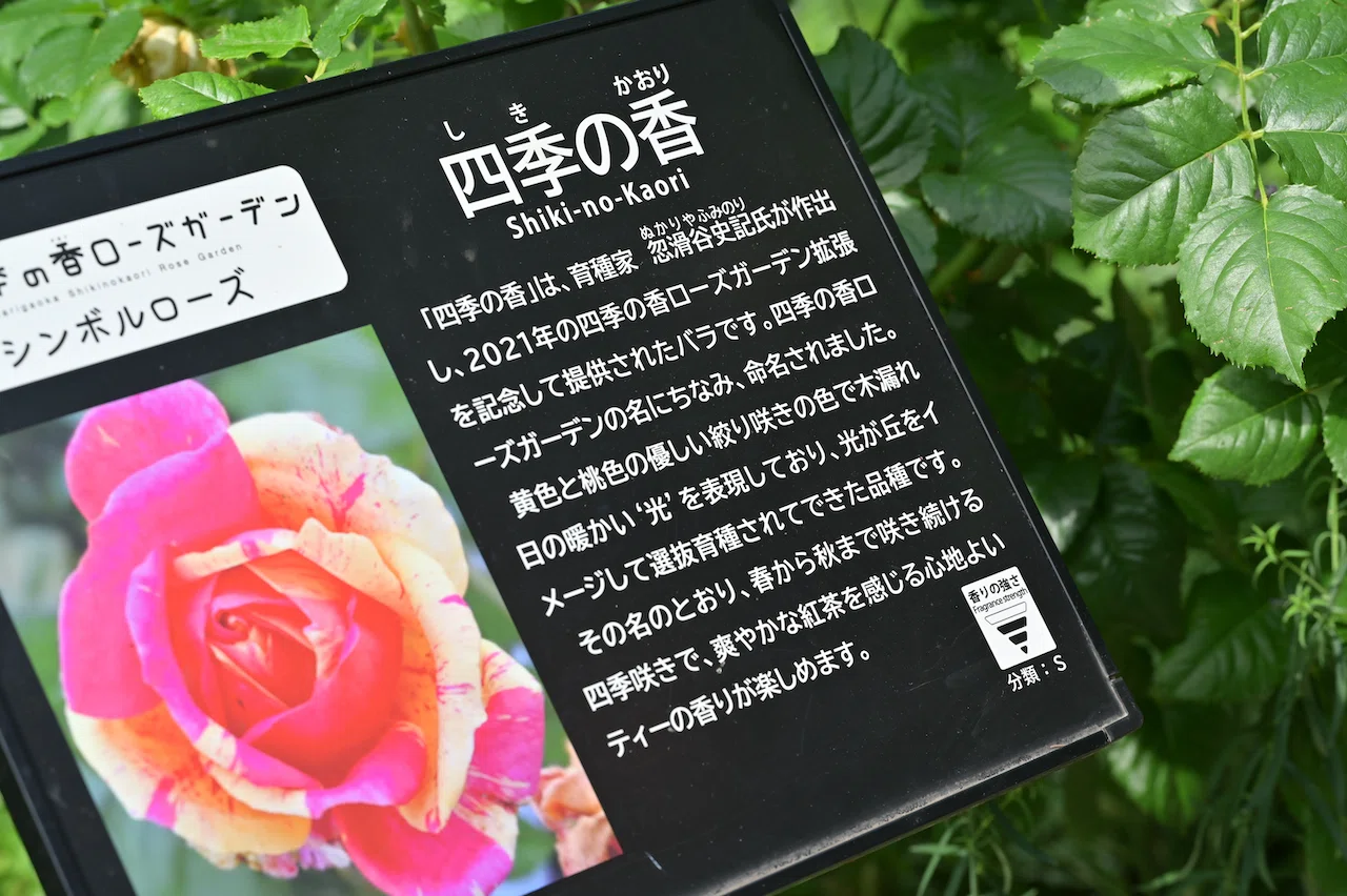 東京さんぽ／2023年5月 晴天の薔薇めぐり1｜mitsuki sora