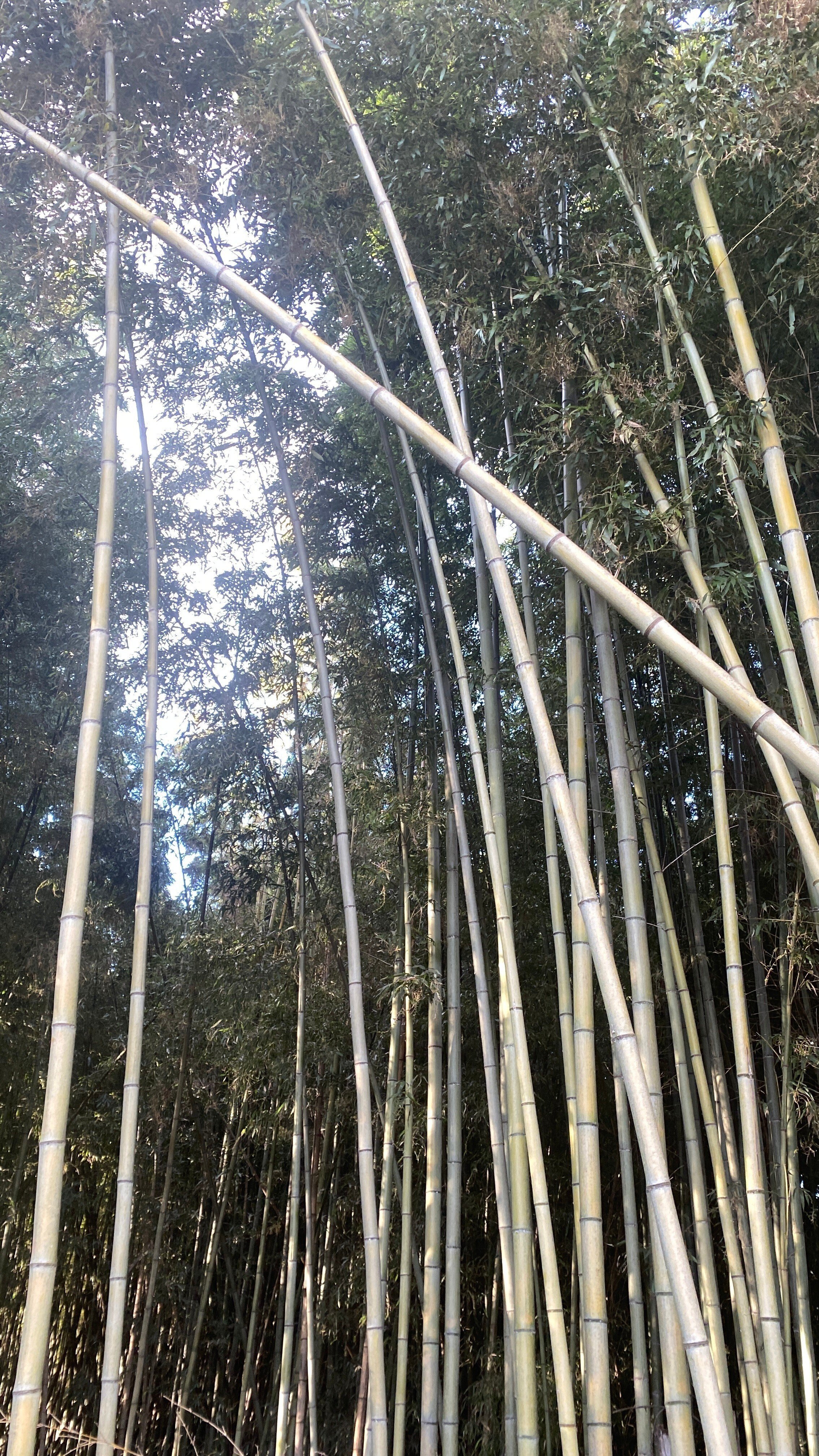 竹林 伐採 20,000円～ 竹林問題解決
