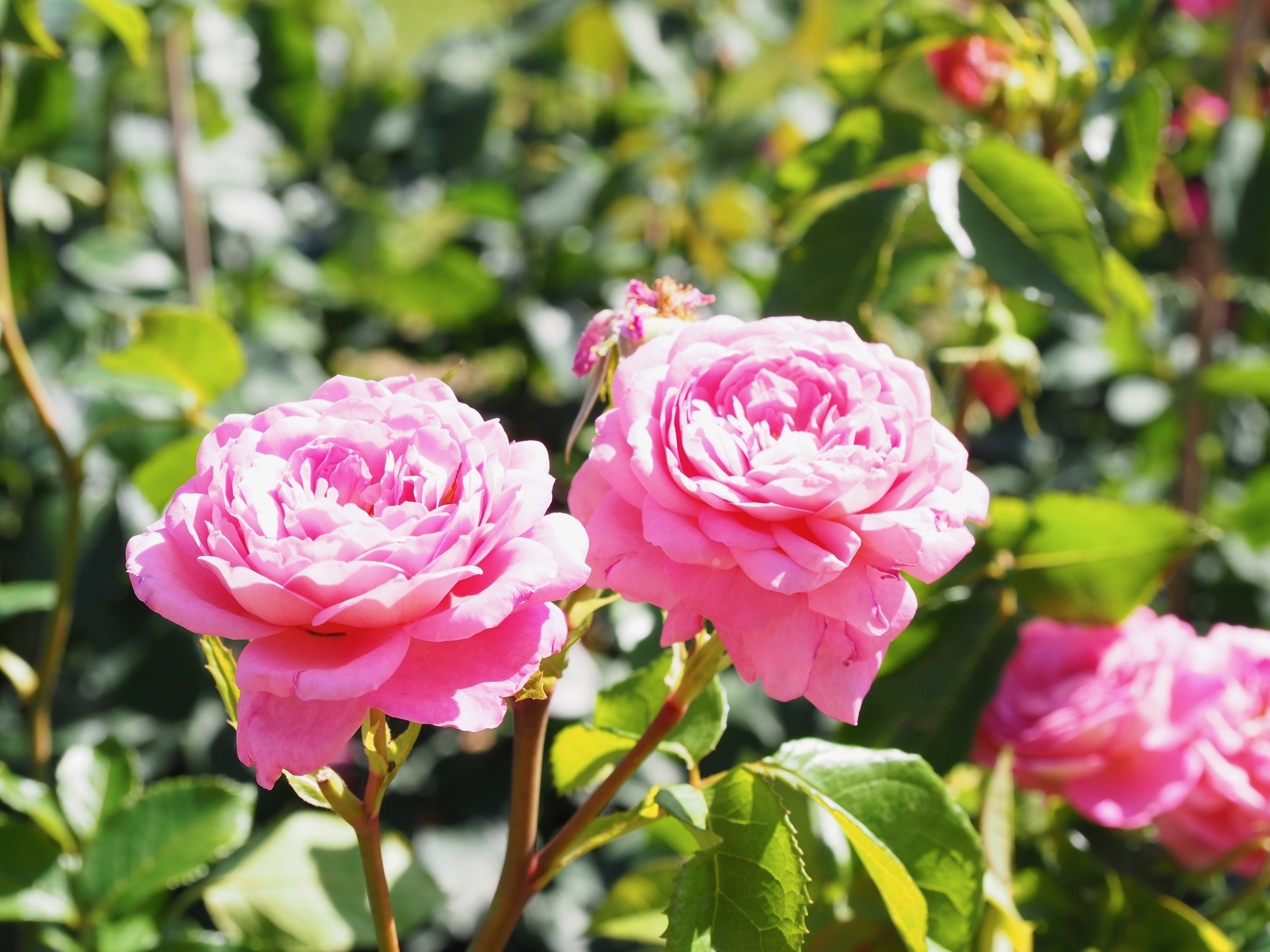 びわ湖大津館イングリッシュガーデンの薔薇（2023.06）｜Akio van der Meer