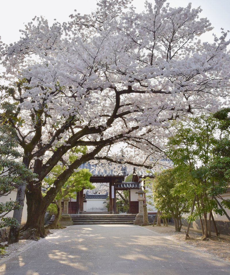 徳融寺正門 (東門) と桜 / 2018年3月29日撮影 /📔本ブログ徳融寺記事 https://note.com/artandmovie/n/nf81ecc624294 /  