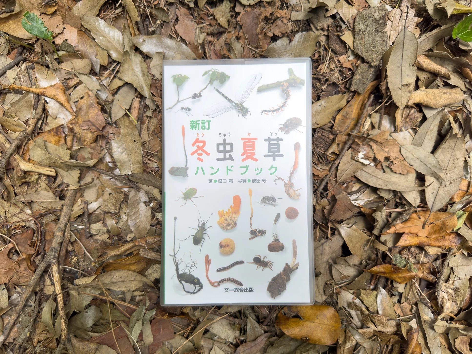 今が旬！ 虫から生える不思議なキノコ｜ブンイチ（文一総合出版）