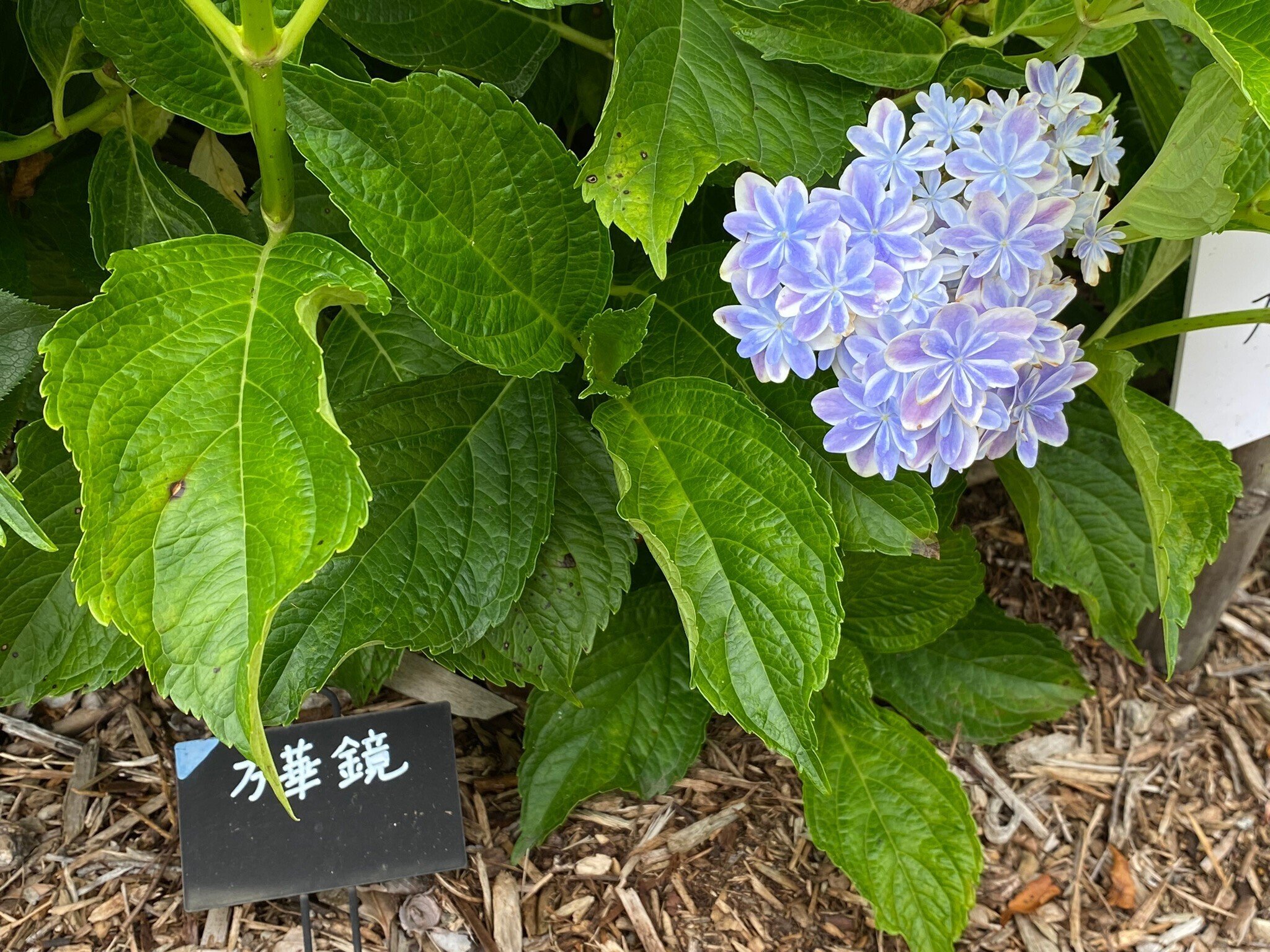 265 紫陽花の季節・写真を撮りに津へ｜ミヤコカエデ（Miyako Kaede)