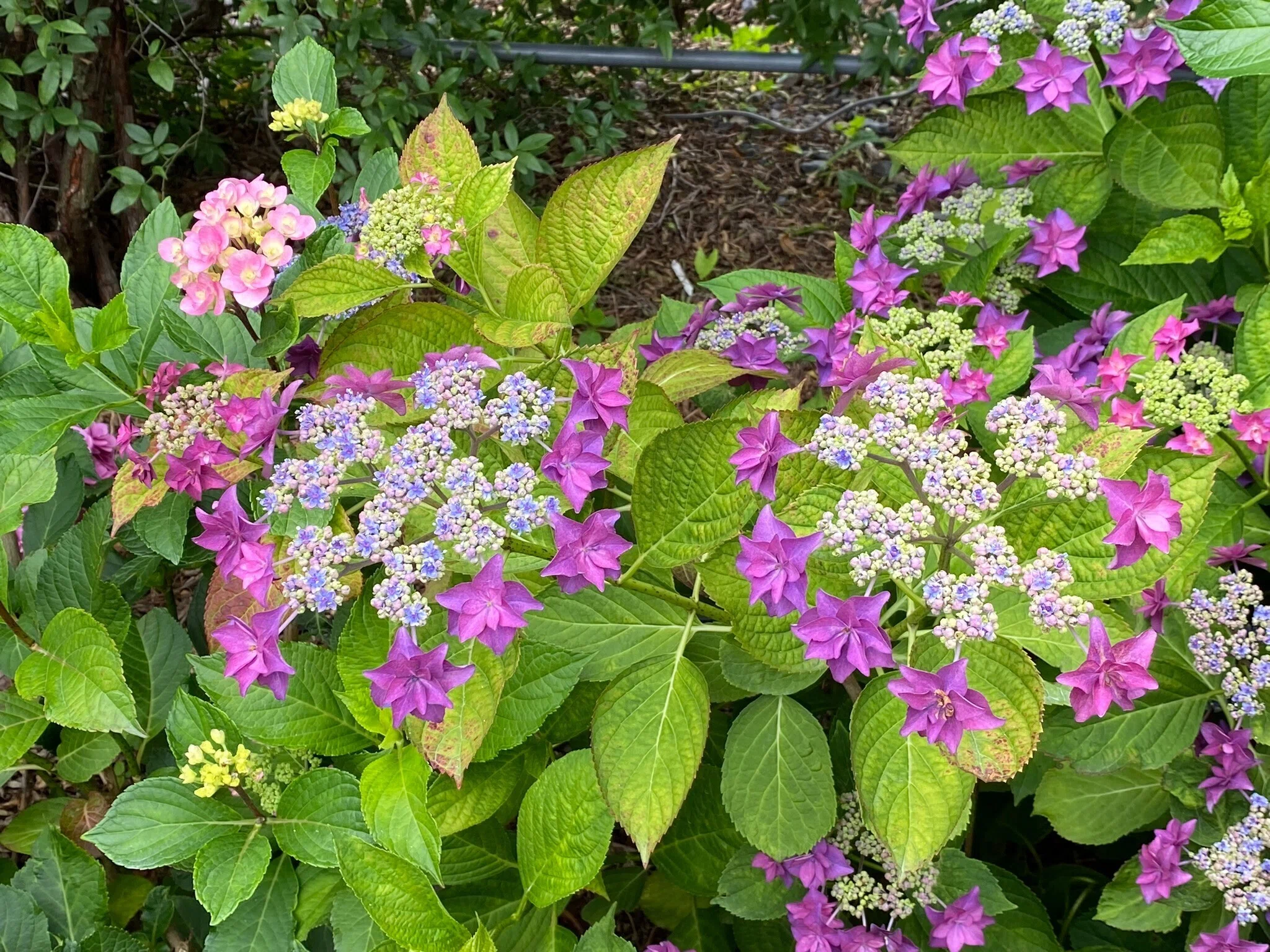 265 紫陽花の季節・写真を撮りに津へ｜揺蕩う旅人・なお（ミヤコカエデ）