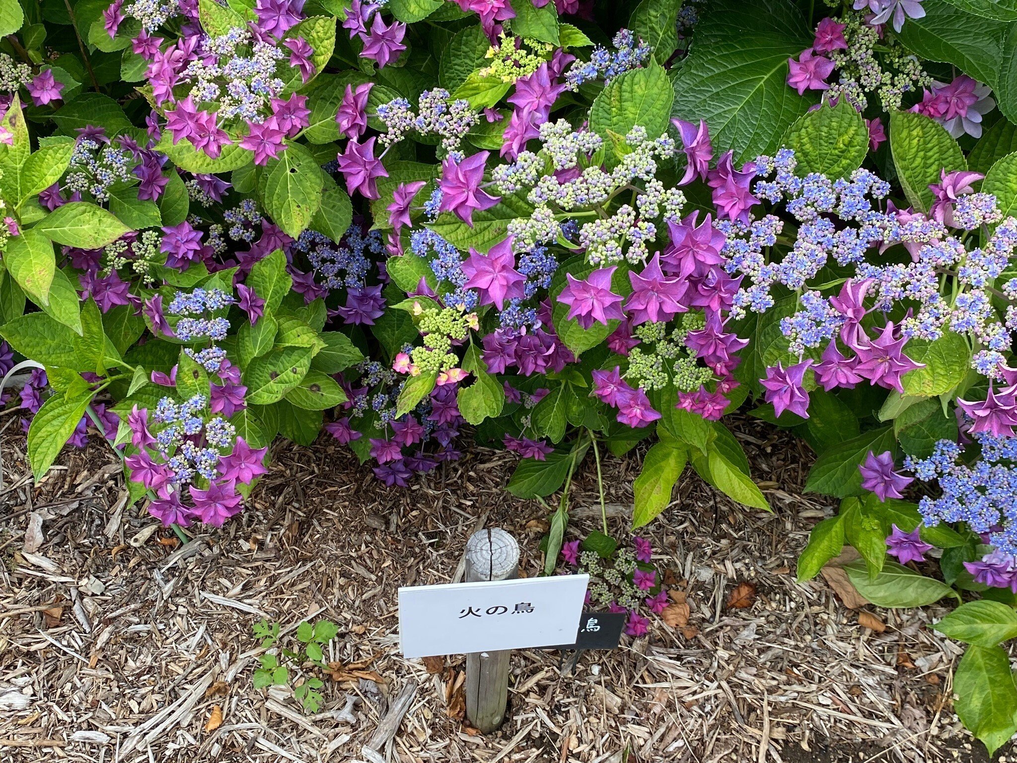 265 紫陽花の季節・写真を撮りに津へ｜ミヤコカエデ（Miyako Kaede)