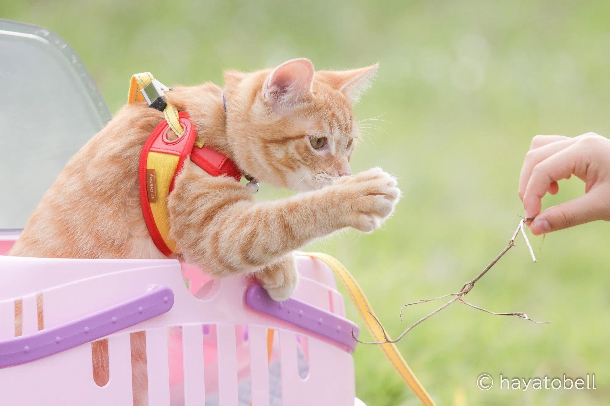 猫ちゃんと一緒の写真、撮れてますか？｜猫写真家 猫田晃広（Akihiro