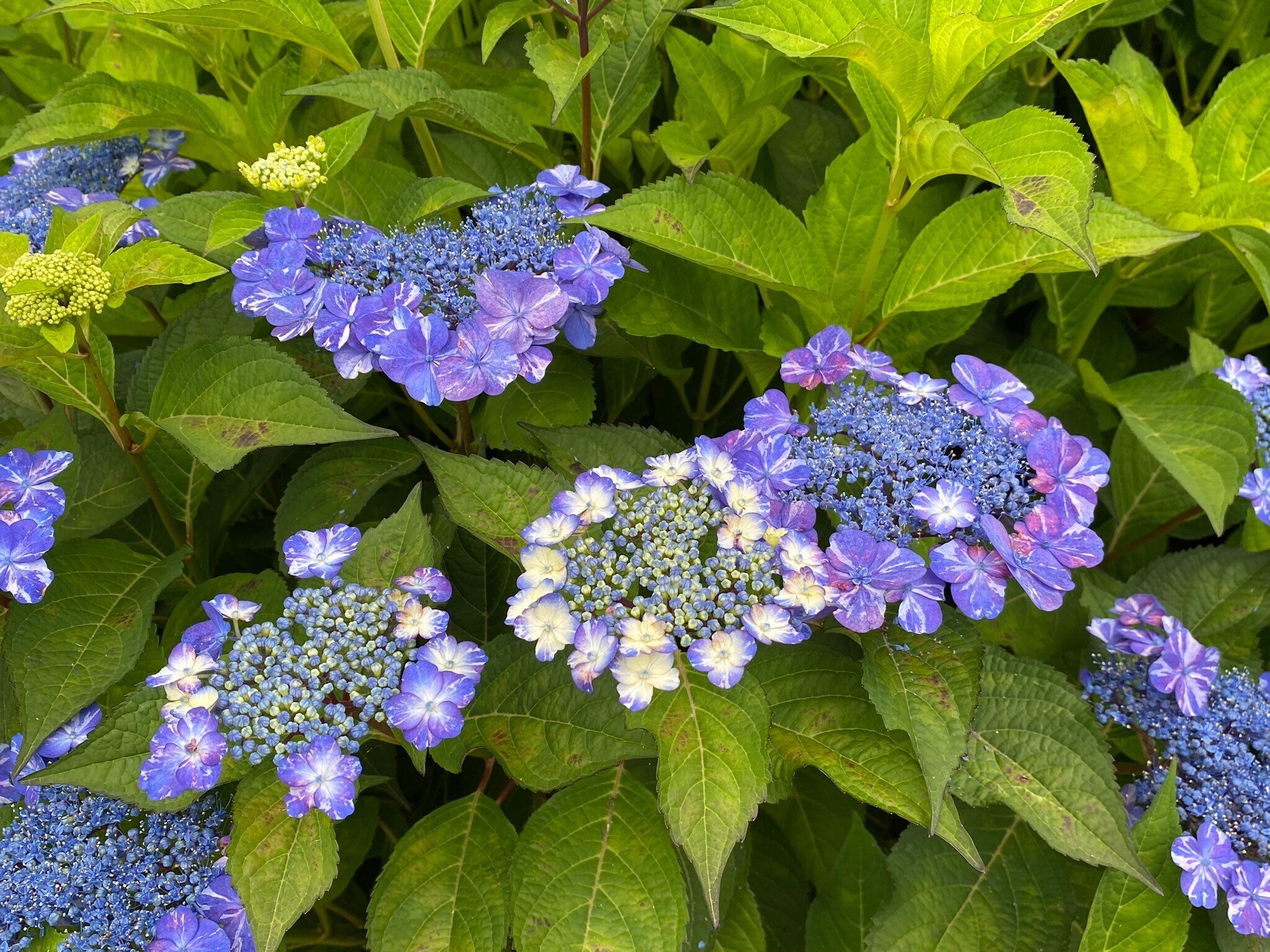 265 紫陽花の季節・写真を撮りに津へ｜ミヤコカエデ（Miyako Kaede)