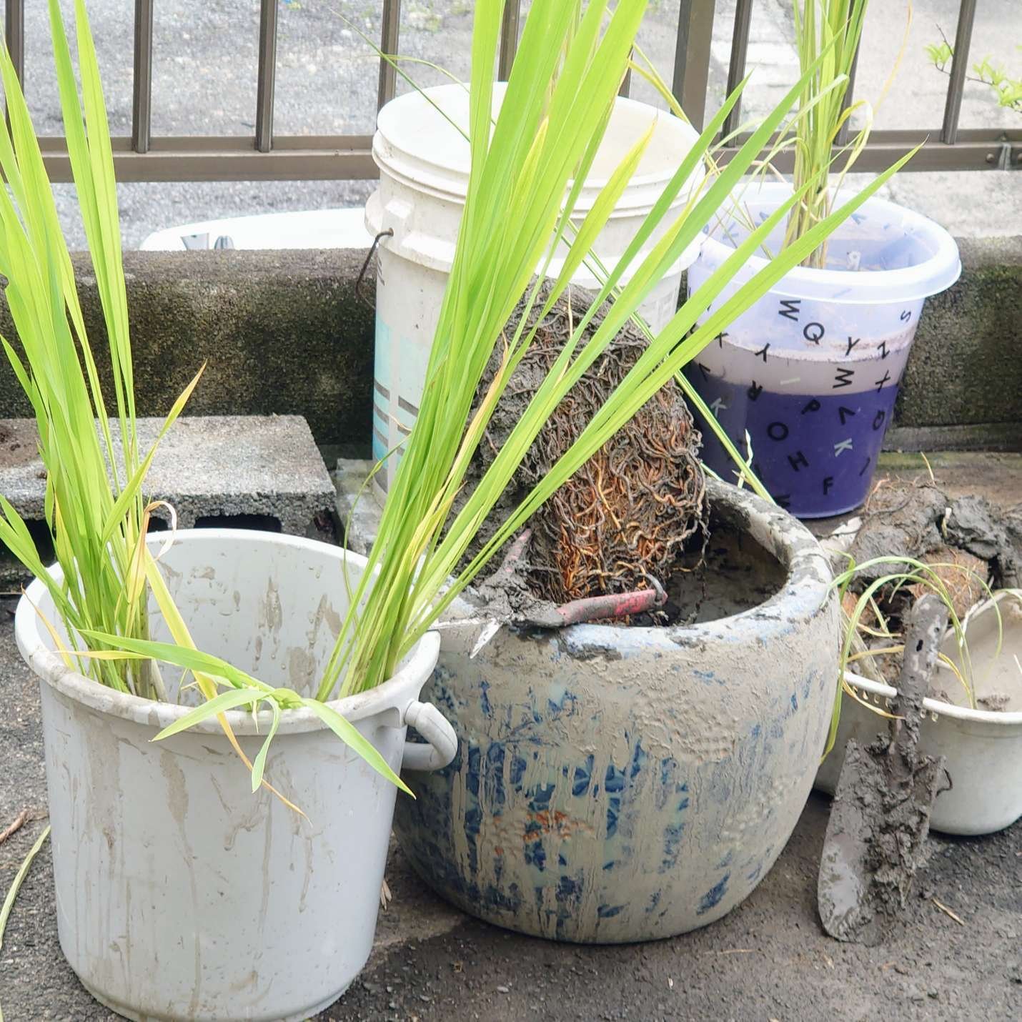 真菰・マコモ】育てて2年目に突入…でも、どうしたら？｜イナカ