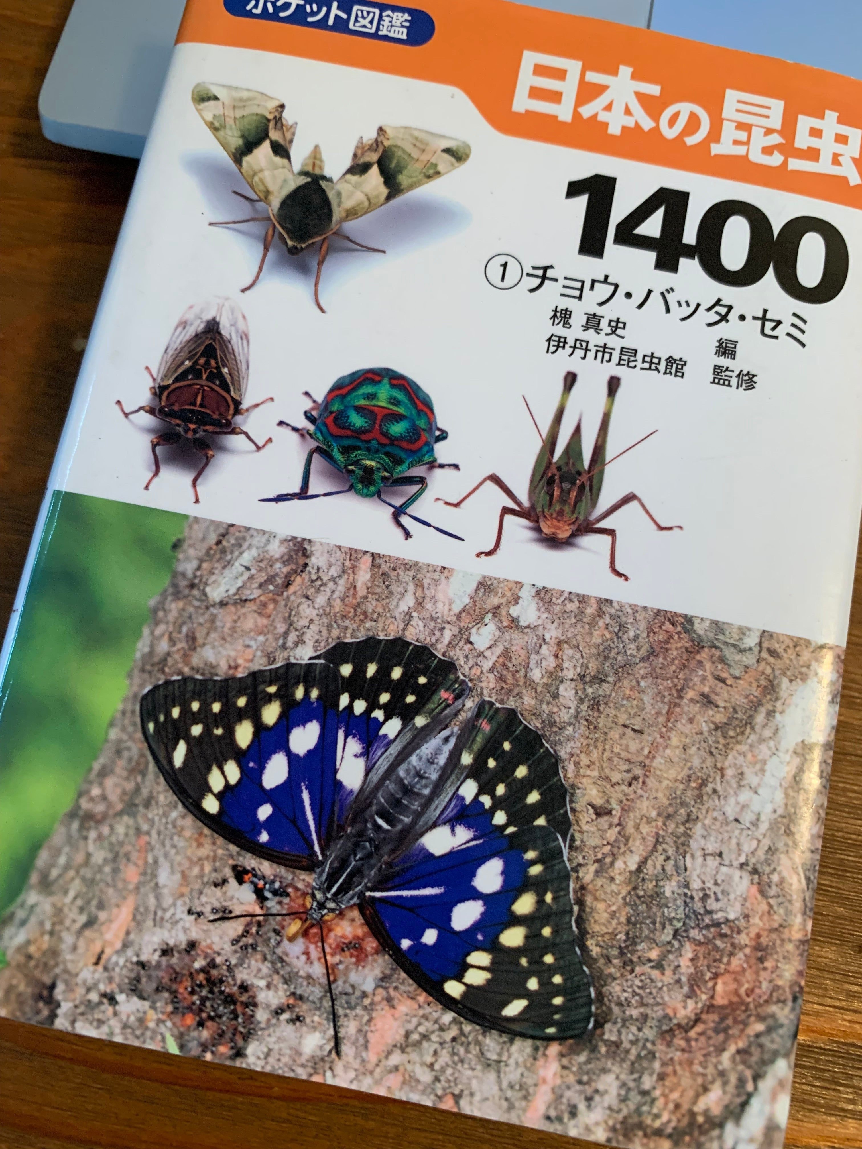 日々の蛾活の先につくったもの。「蛾」という大海に漕ぎ出す最初の1冊