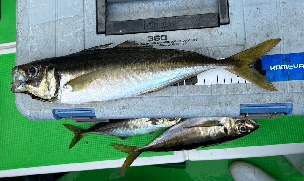 600-700g,40cmオーバー大型アジ＆イサキ、好ヒット中！｜あまさけや丸