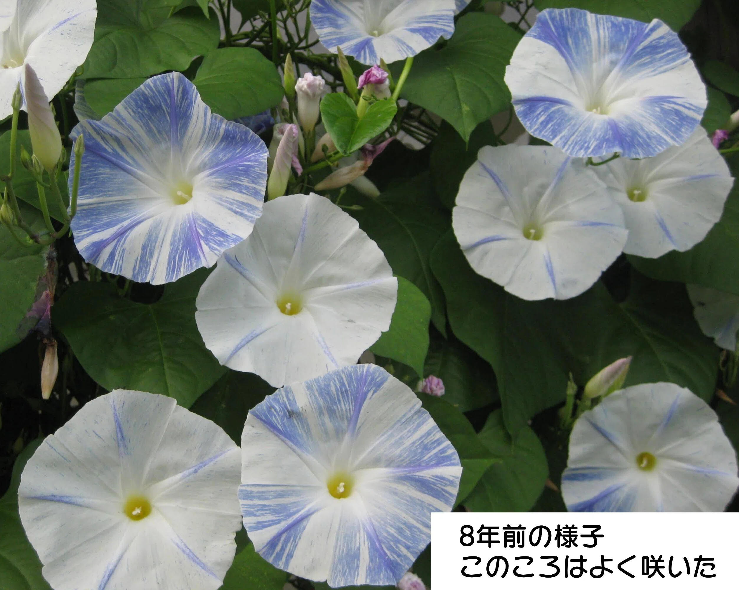 近況（アサガオの種・ホオジロ・タヌキ・小さな小鳥）｜カーキびわ