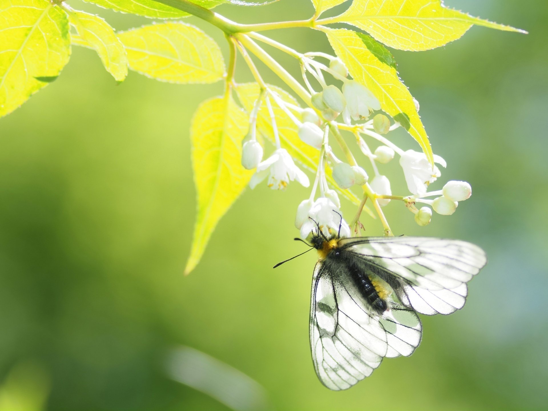 ハニングトンウスバシロチョウ Yahoo!オークション - 蝶 標本 ハニングトンウスバシロチョウ ♀ Parna