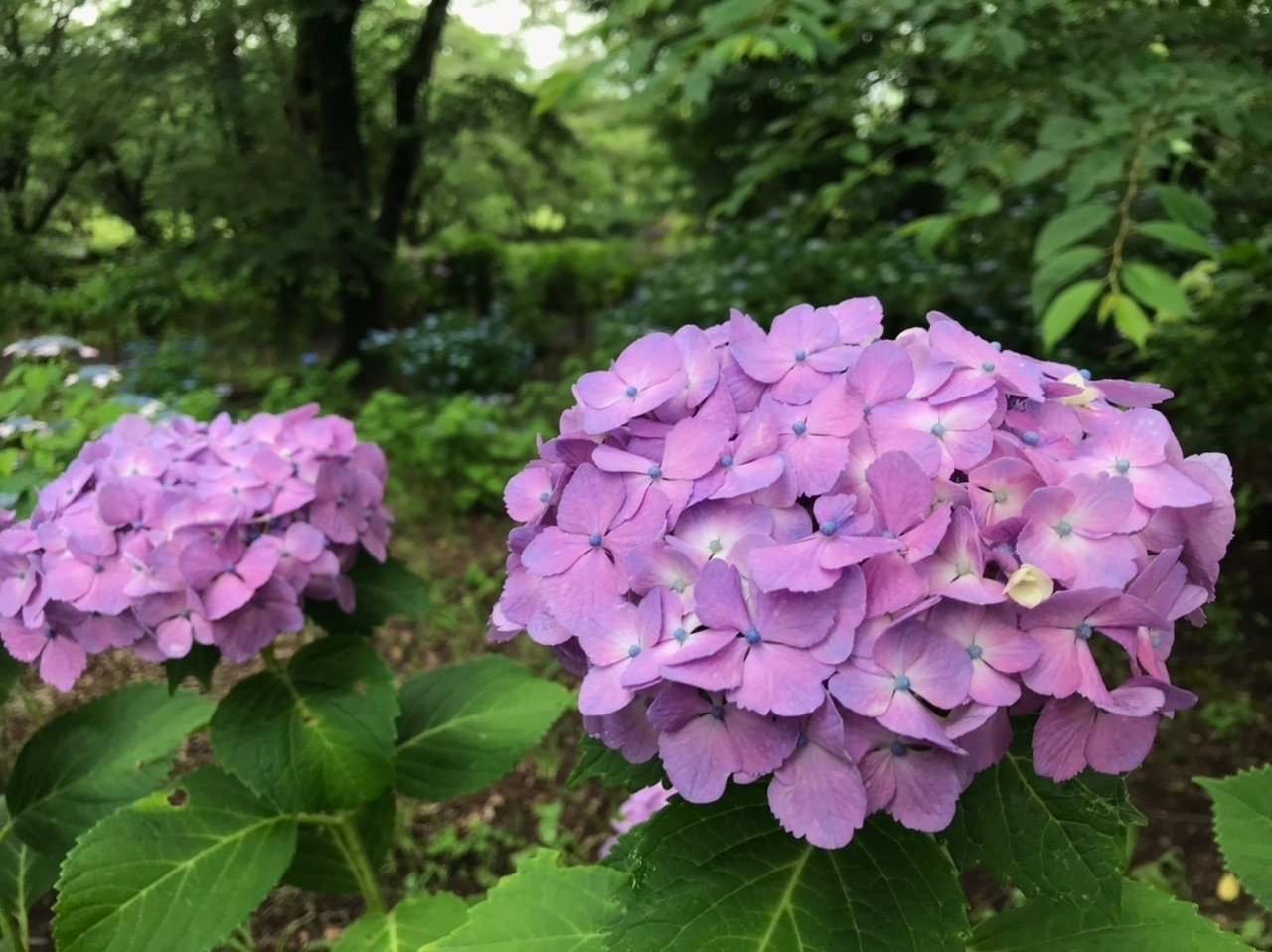 雨上がりの智光山公園「都市緑化植物園」で紫陽花を見る 【埼玉県狭山