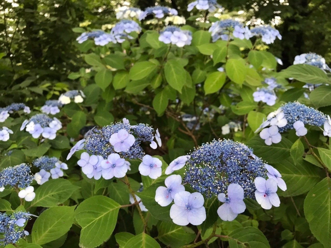 雨上がりの智光山公園「都市緑化植物園」で紫陽花を見る 【埼玉県狭山
