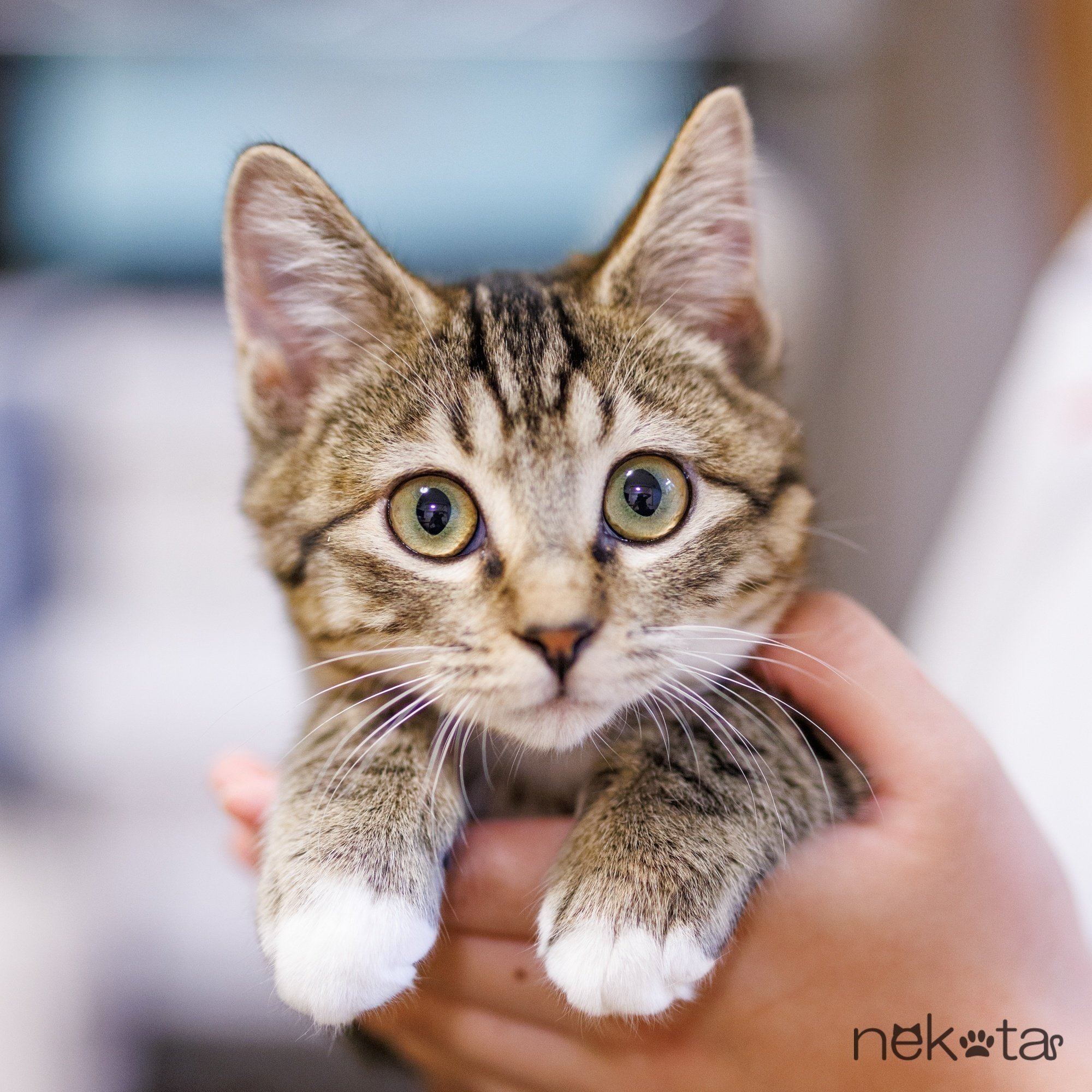 自分が思う最高の猫画 自分が思う最高の猫画
