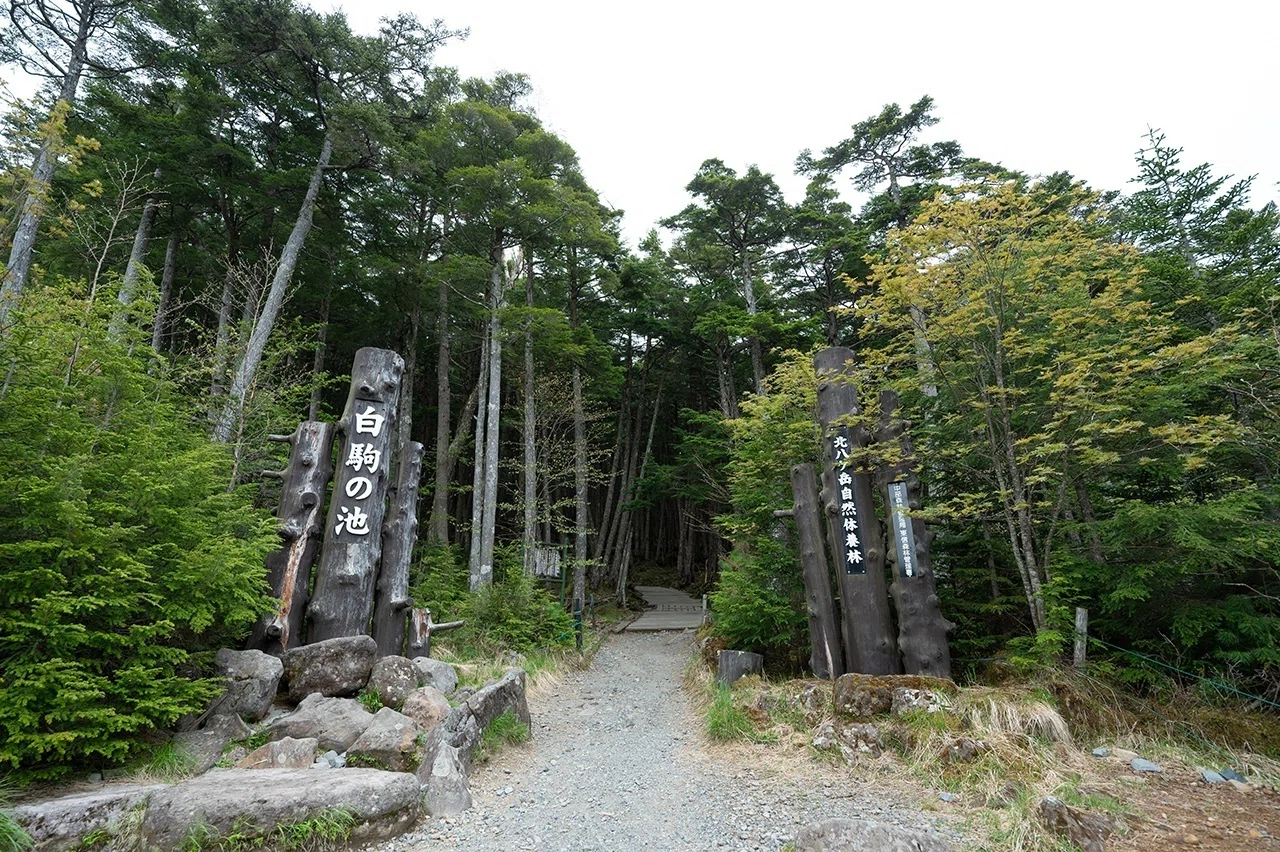 初！八ヶ岳ソロ山のぼりに大興奮〜苔の森とニュウ〜｜ほんだよしこ