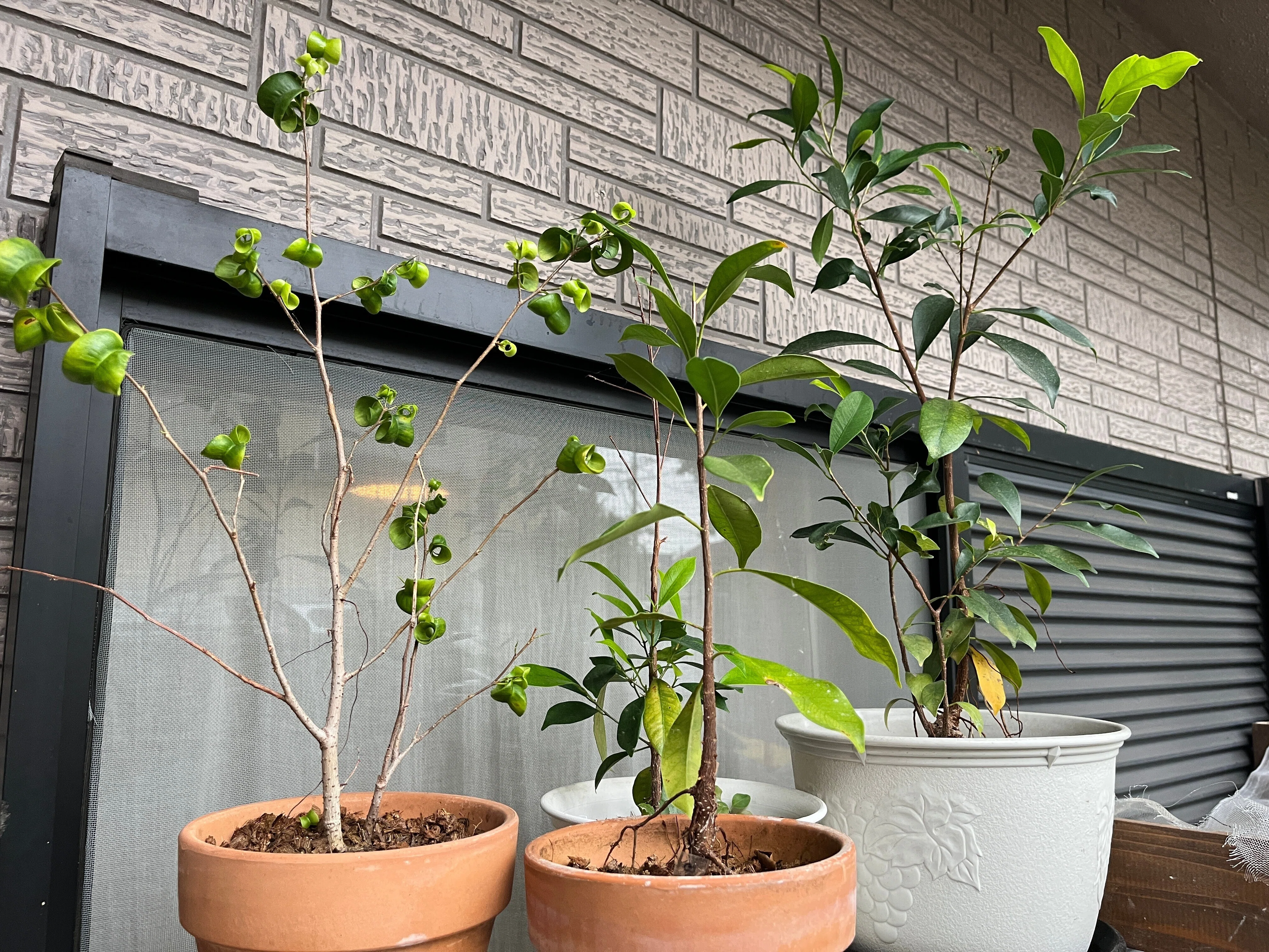 家の植物-ガジュマル、パイナップル-(2023.6.12)｜NAKADA Shugo