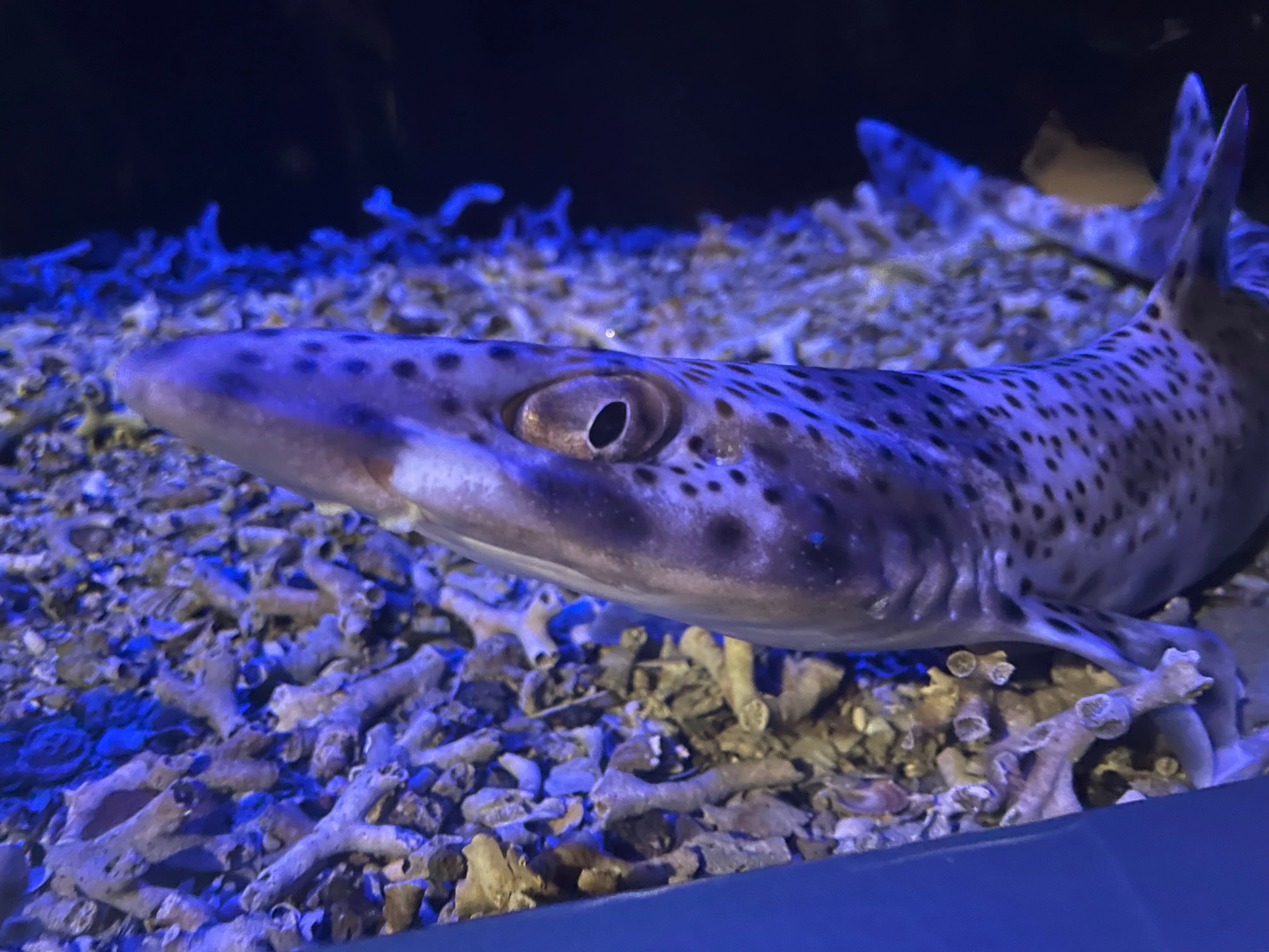 新江ノ島水族館」で海の世界を満喫！水族館オタクによる見どころ徹底