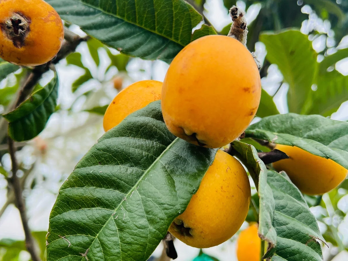 Registered Dietitian's Low-Sugar Sweets [Loquat Wine Compote]｜木下ともえ【管理 ...