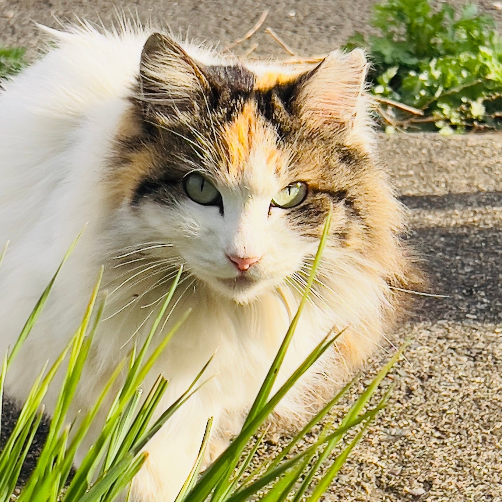 川崎市のさくらねこさんたち🐈｜E-kan株式会社