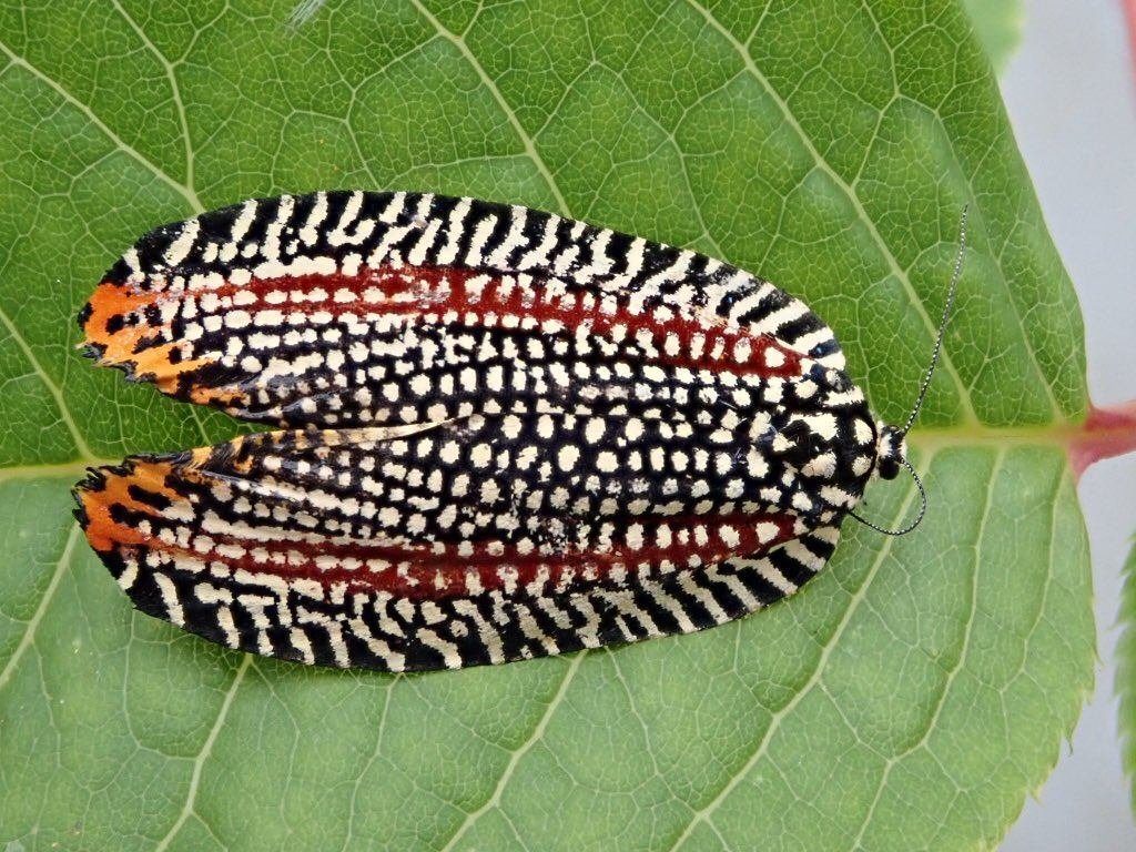 日々の蛾活の先につくったもの。「蛾」という大海に漕ぎ出す最初の1冊