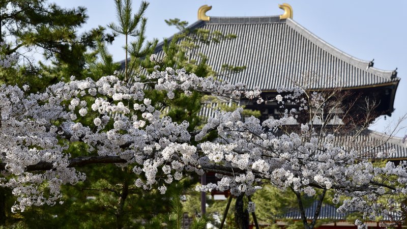 2018年3月31日撮影