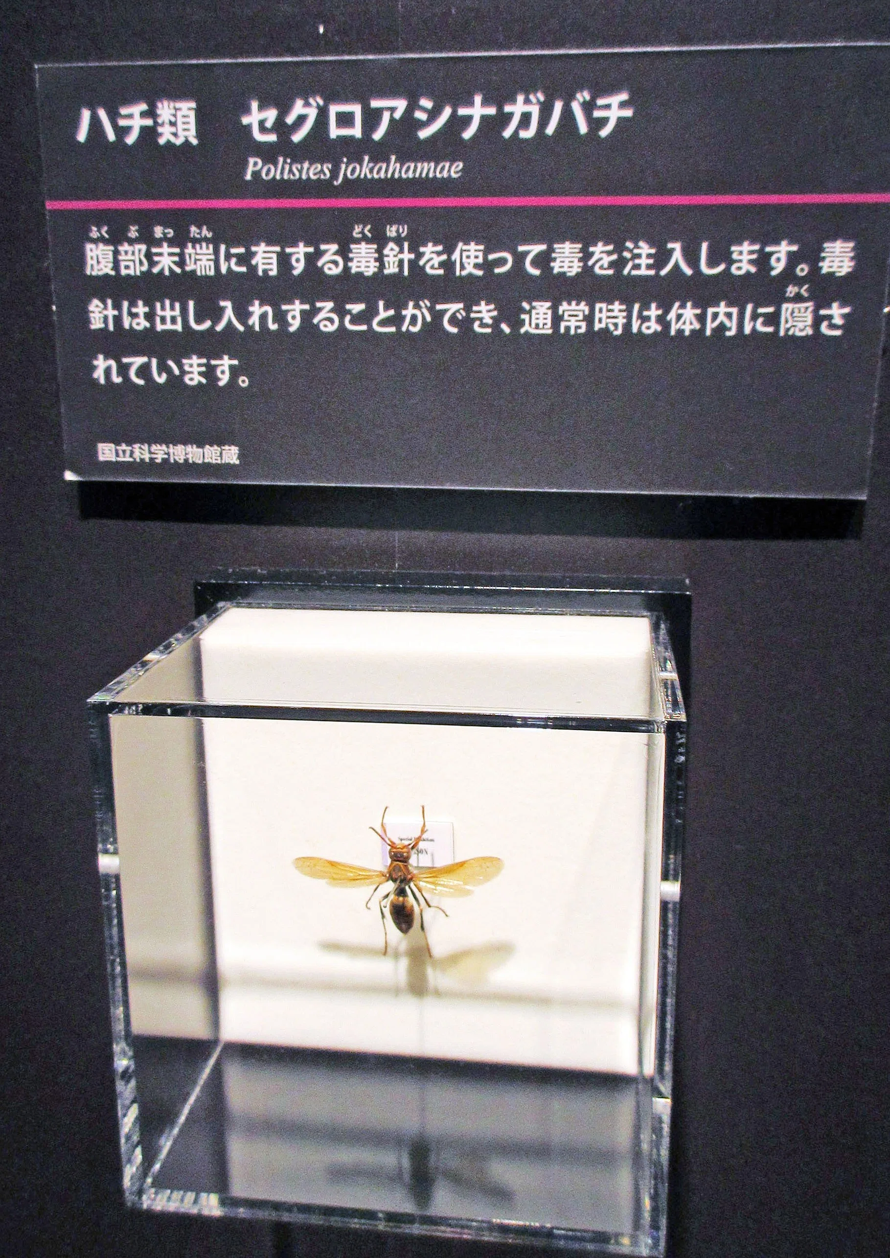 第2章 毒の博物館 2-3 動物の毒のいろいろ―毒虫編、および、コラム03