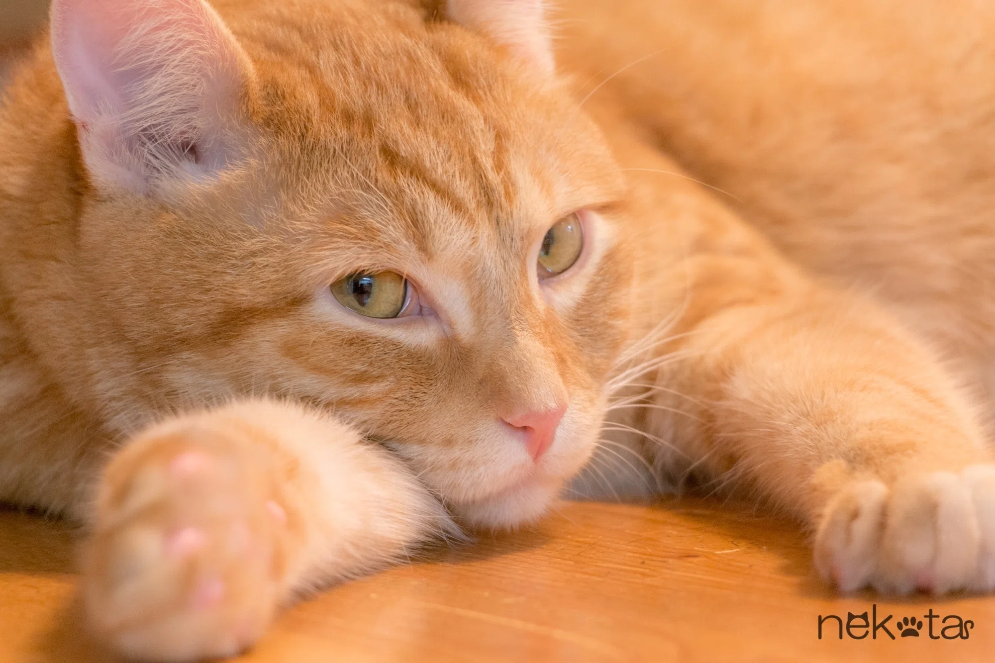 好きな猫種は何ですか？私は茶トラです。｜猫写真家 猫田晃広（Akihiro