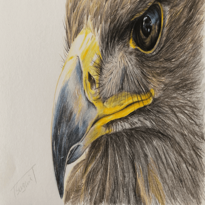 混沌と秩序 世界有数のカード会社・VISAカードの組織改革 未来ブック