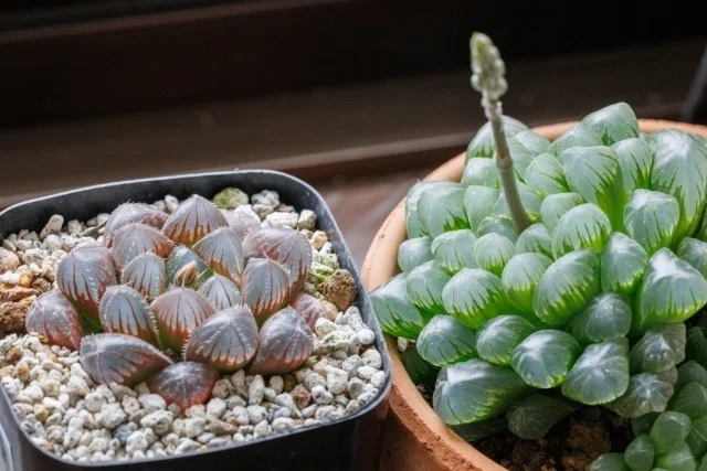 お家の植物紹介 多肉植物-ハオルチア-｜ハジメ