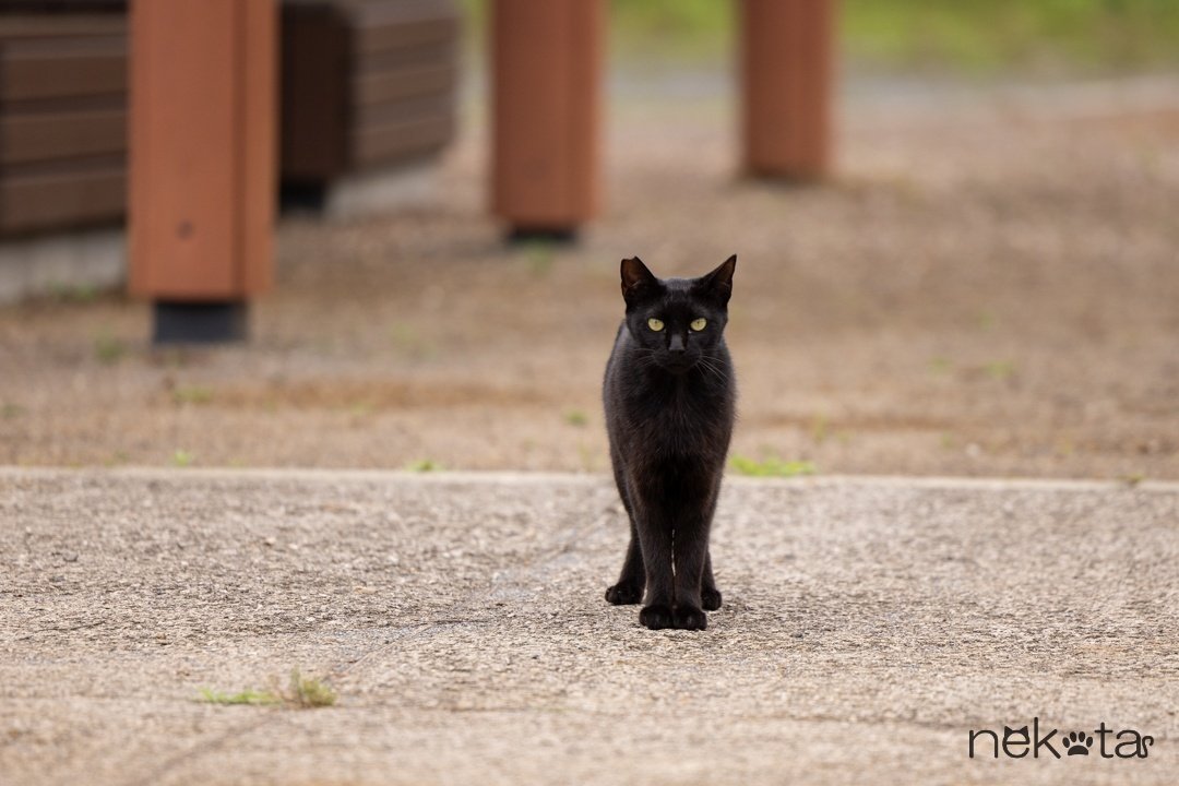 黒猫ちゃんの撮り方｜猫写真家 猫田晃広