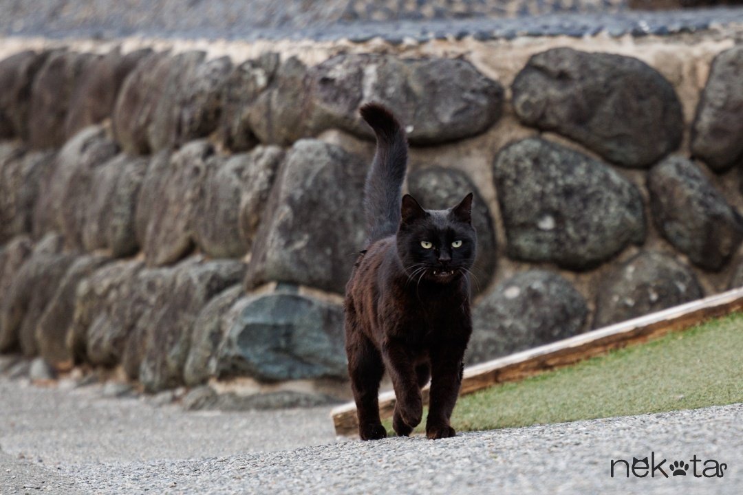 黒猫ちゃんの撮り方｜猫写真家 猫田晃広