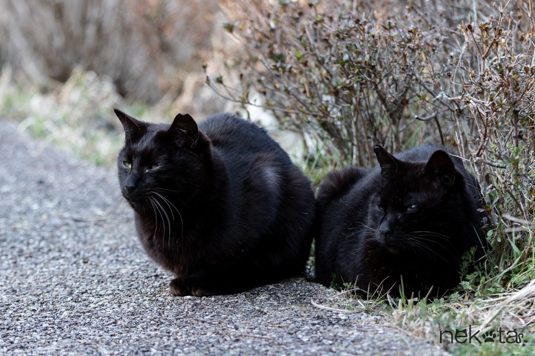 黒猫ちゃんの撮り方｜猫写真家 猫田晃広